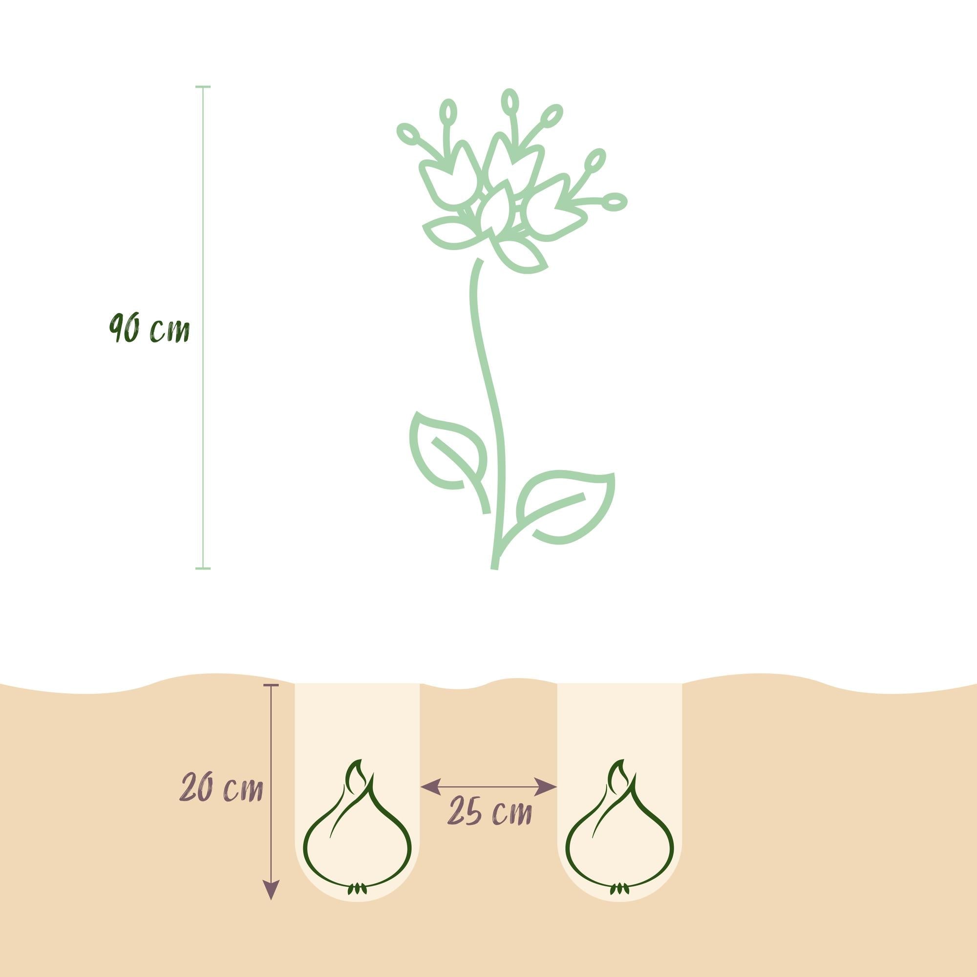 Blumenzwiebeln – Fritillaria imperialis Mix – winterhart & mehrjährig – gelb & orange – 3 Stück – Zwiebelgröße 18/20 – XXL Pack - Green Guardia - Ihr Experte für Schädlinge und Pflanzen