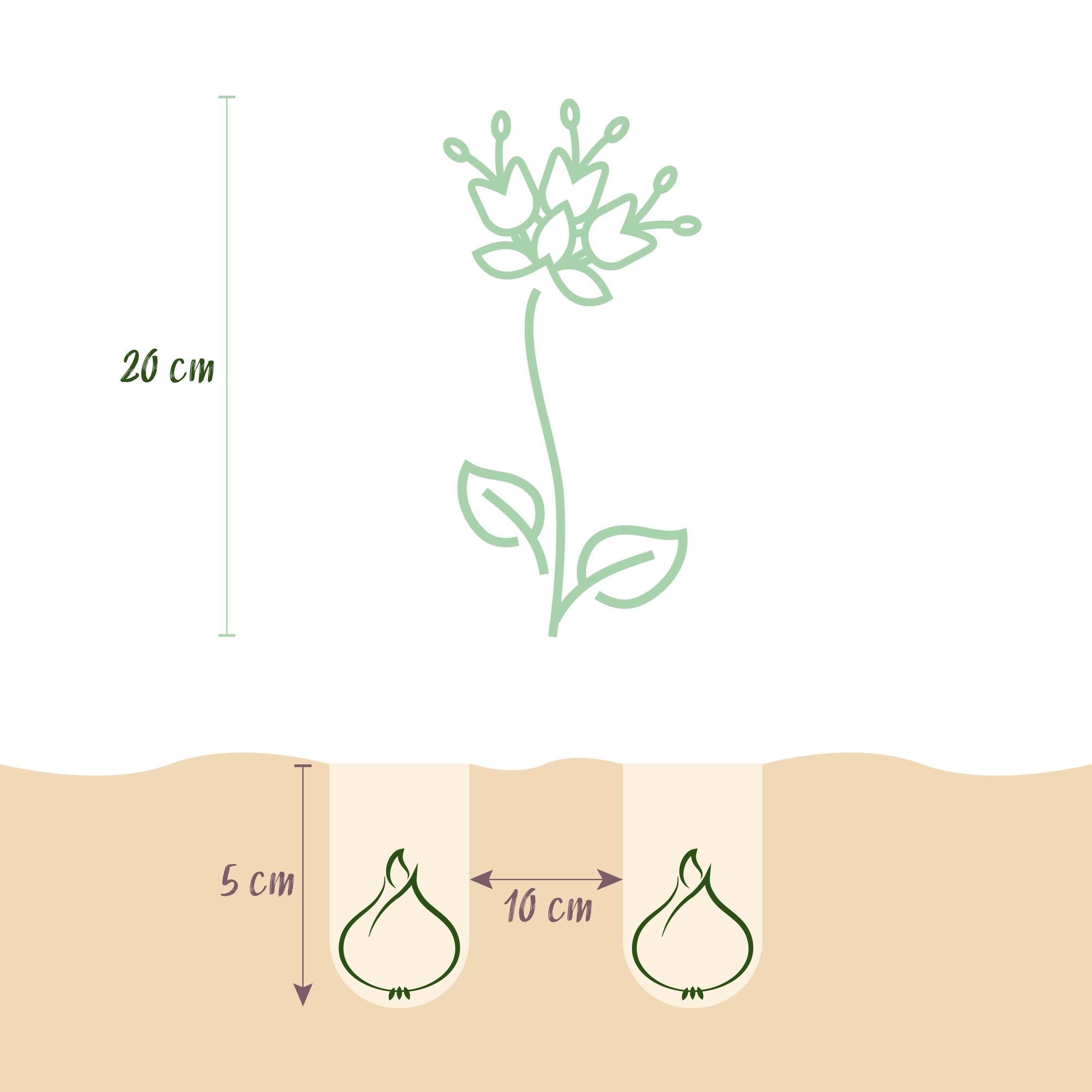 Blumenzwiebeln – Fritillaria meleagris Mix – winterhart & mehrjährig – lila & weiß – 30 Stück – Zwiebelgröße 6/7 – XXL Pack - Green Guardia - Ihr Experte für Schädlinge und Pflanzen
