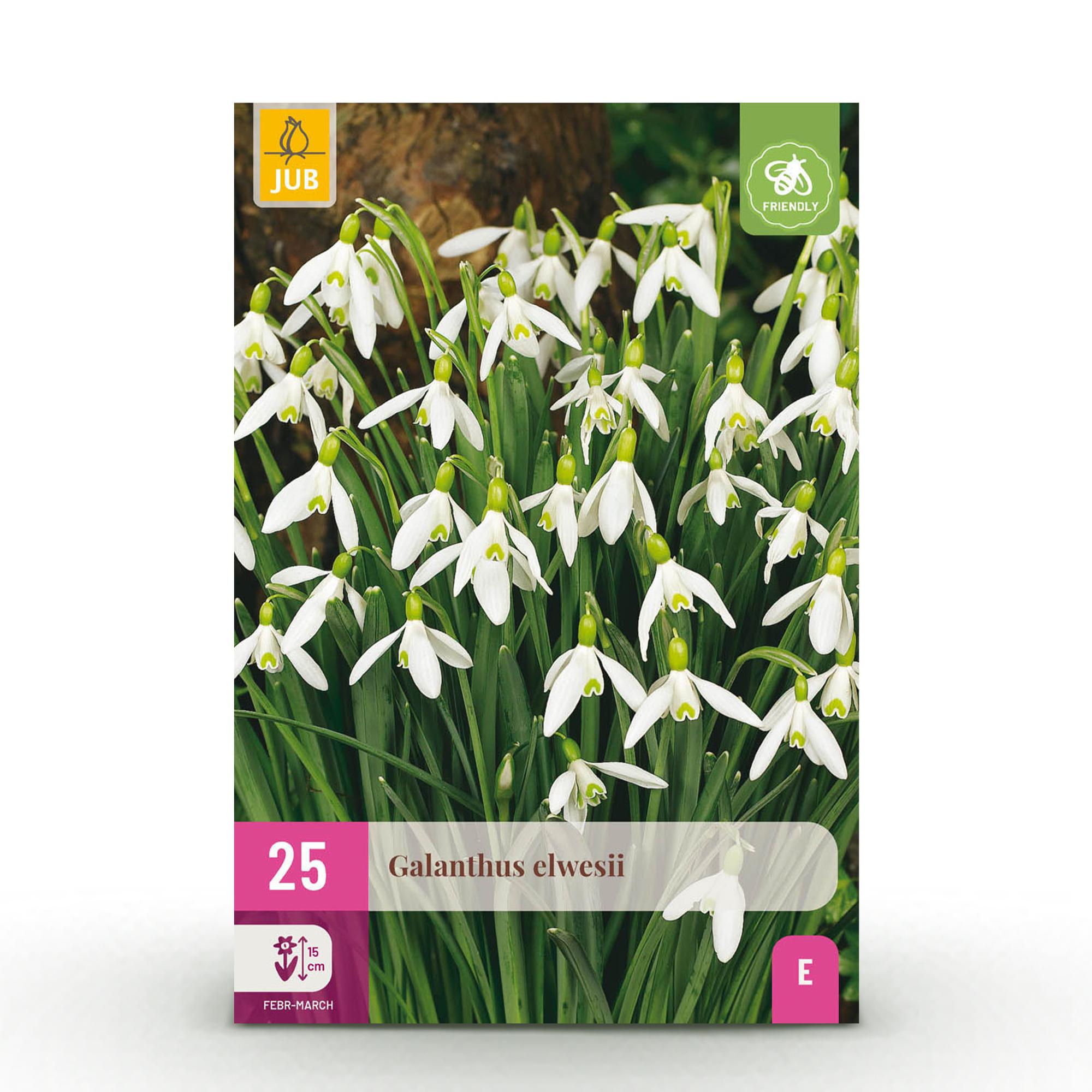 Blumenzwiebeln – Galanthus elwesii – winterhart & mehrjährig – weiß – 25 Stück – Zwiebelgröße 5/6 – XXL Pack - Green Guardia - Ihr Experte für Schädlinge und Pflanzen