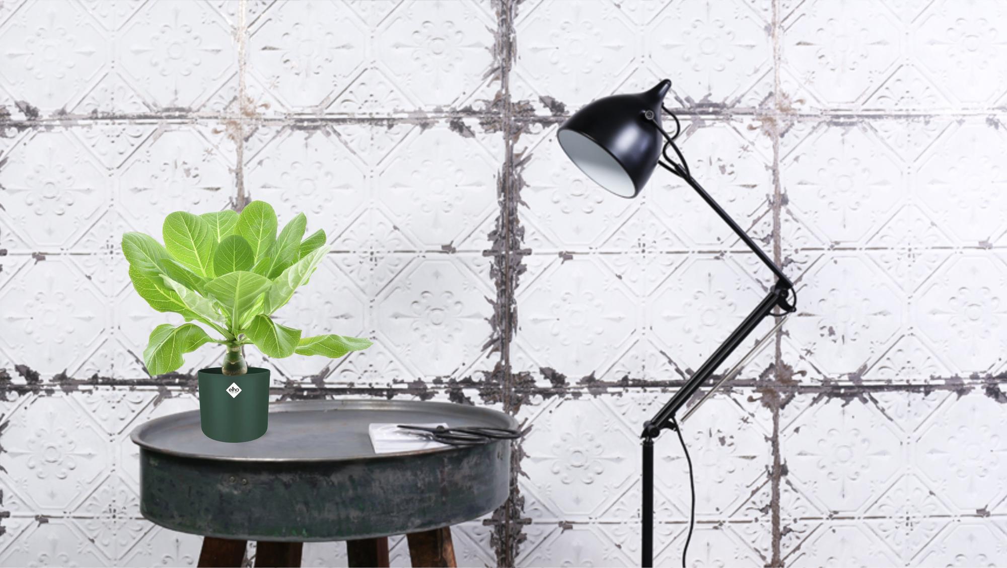 Brighamia insignis ‘Hawaii Palm’ – Hawaii - Palme – 12 cm Topf, 37 cm hoch - Green Guardia - Ihr Experte für Schädlinge und Pflanzen