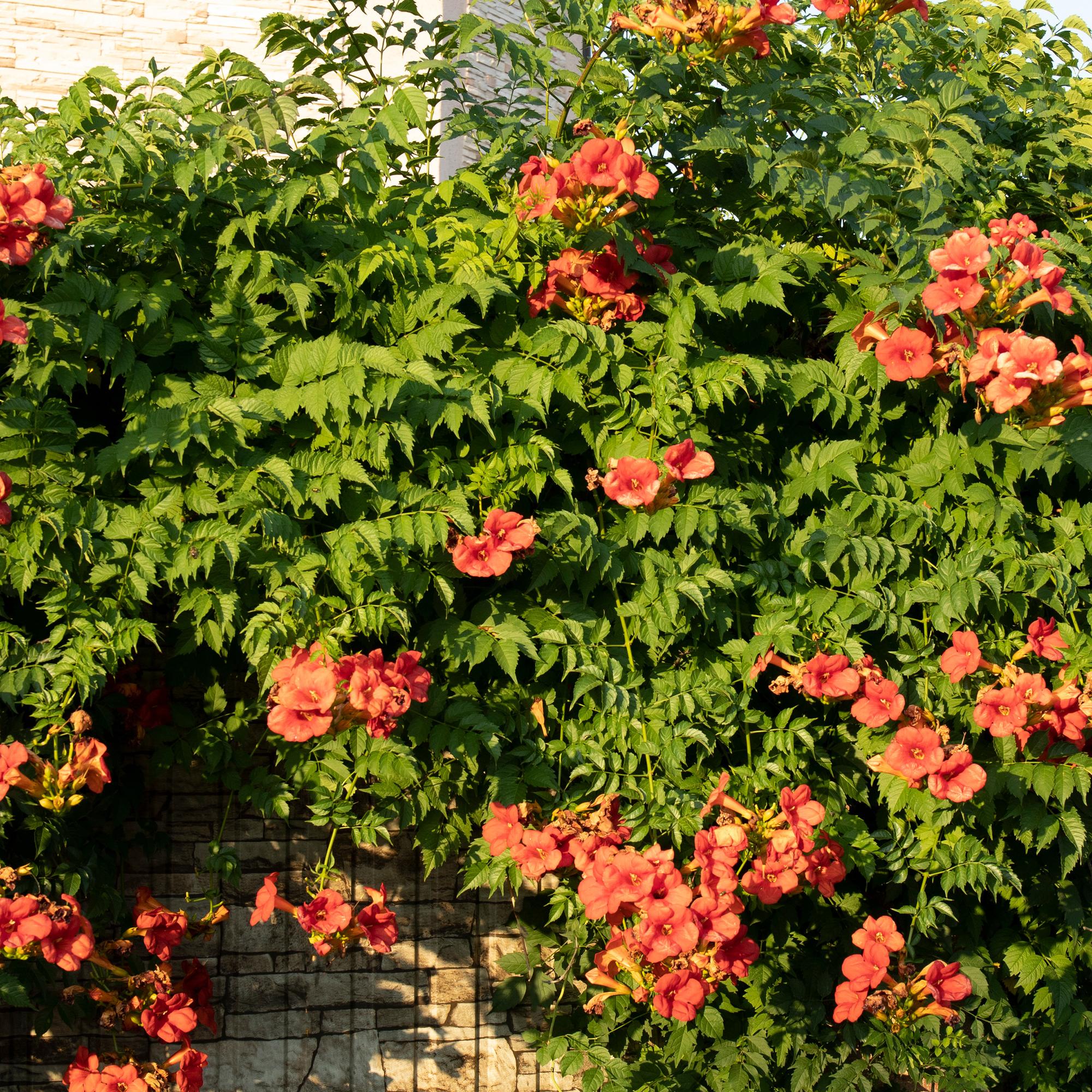 Campsis radicans ‘Madame Galen’ – Trompetenblume, orange blühend, 2 Pflanzen, 11 cm Topf, 40 cm Höhe - Green Guardia - Ihr Experte für Schädlinge und Pflanzen