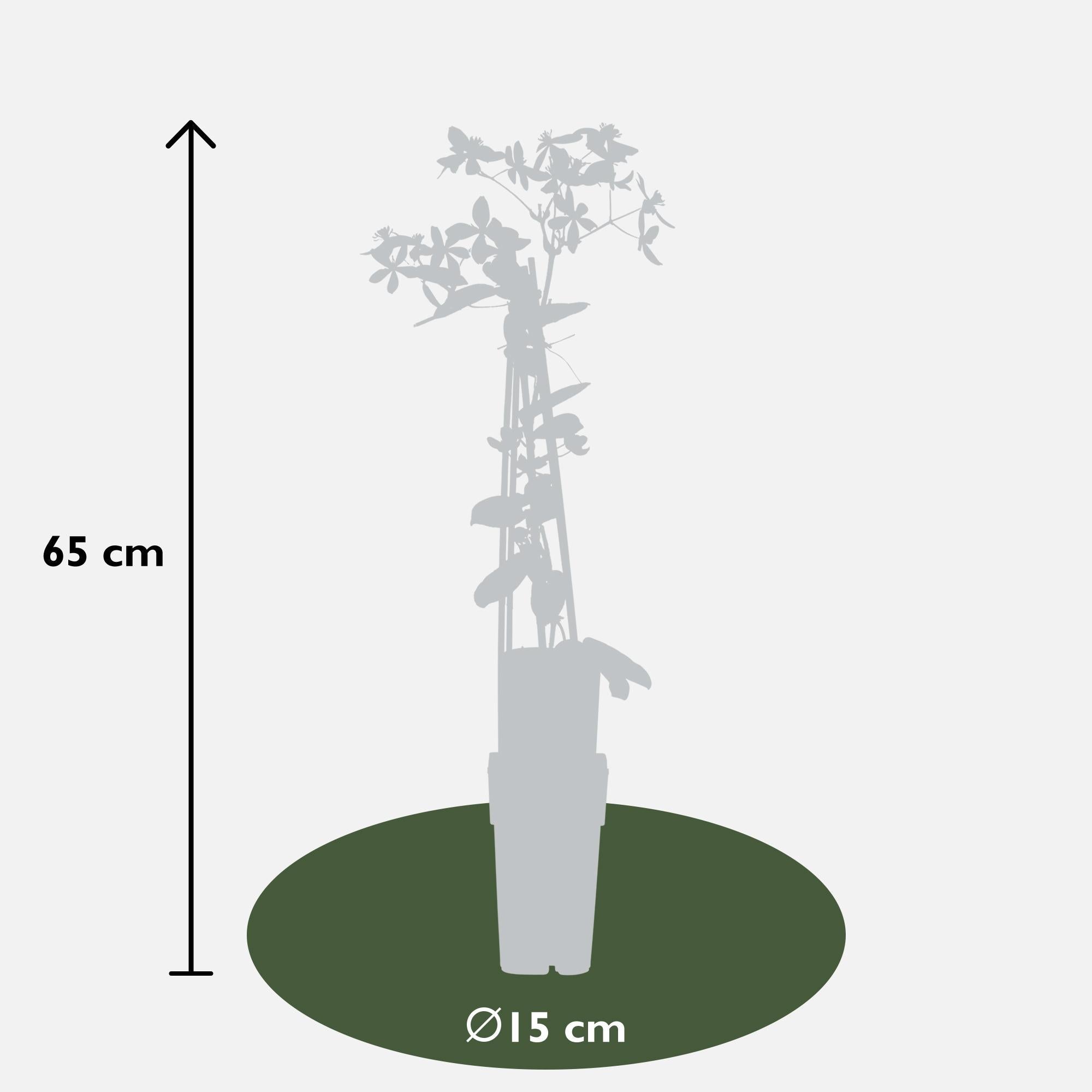 Clematis armandii ‘Apple Blossom’ – immergrüne, hellrosa Kletterpflanze, Topf 15 cm, Höhe 65 cm - Green Guardia - Ihr Experte für Schädlinge und Pflanzen