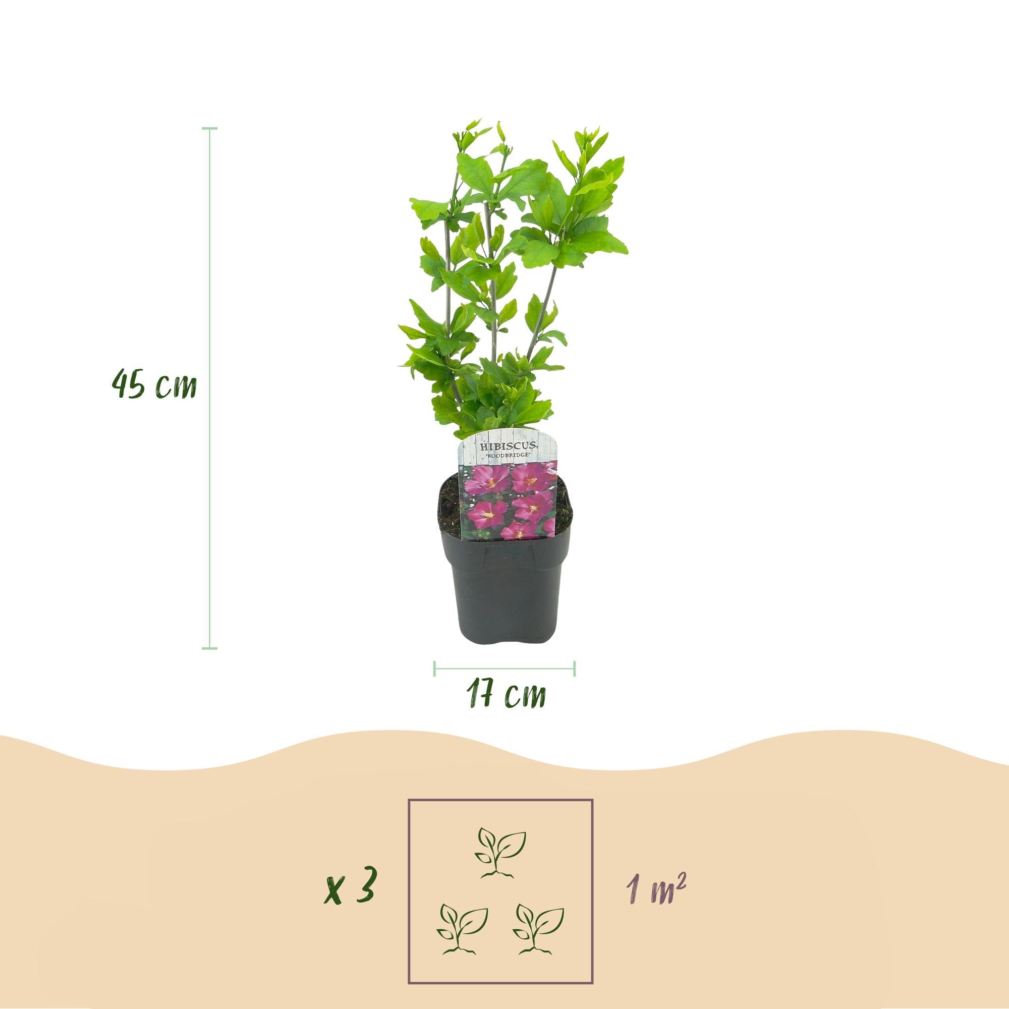 Cornus sibirica – 1 Pflanze, rote Zweige, laubabwerfend, 17 cm Topf, 45 cm hoch - Green Guardia - Ihr Experte für Schädlinge und Pflanzen