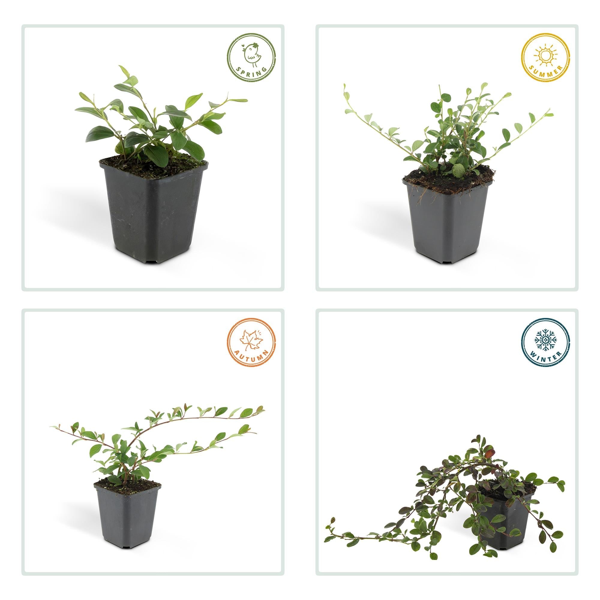 Cotoneaster dammeri – niedrig wachsend, 9 cm Topf, 10–25 cm Höhe - Green Guardia - Ihr Experte für Schädlinge und Pflanzen