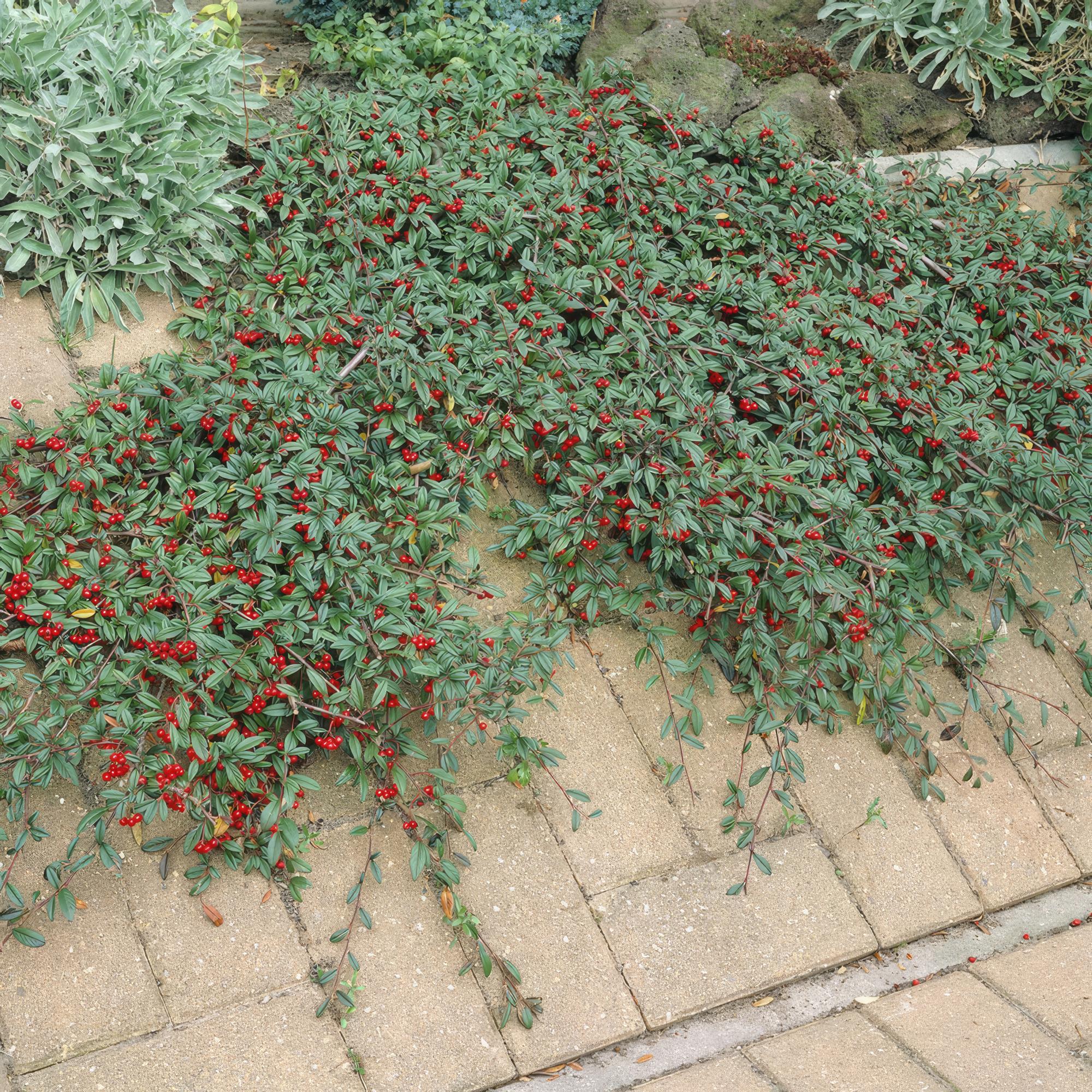 Cotoneaster dammeri – niedrig wachsend, 9 cm Topf, 10–25 cm Höhe - Green Guardia - Ihr Experte für Schädlinge und Pflanzen