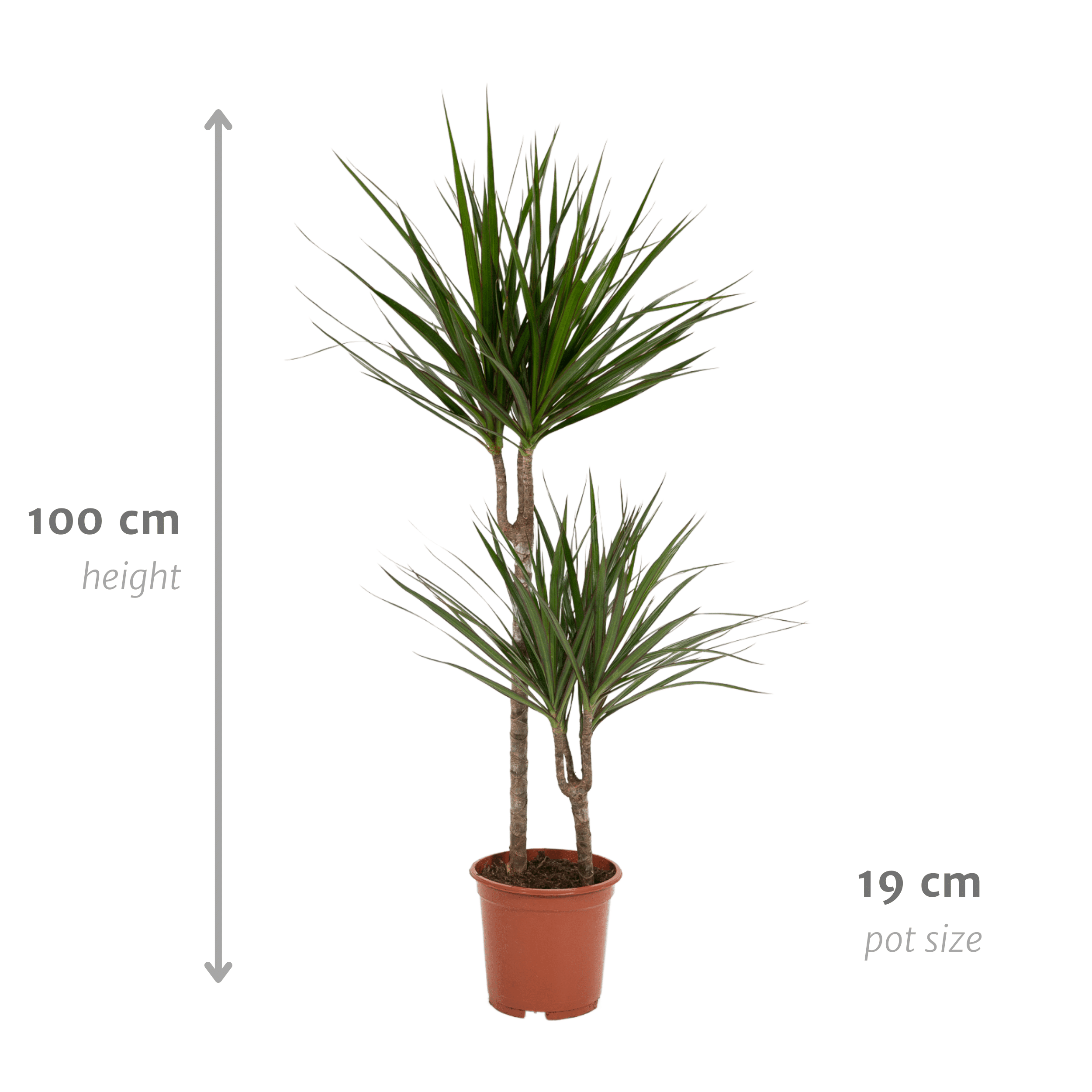 Drachenbaum (Dracaena marginata) – 55–130 cm - Green Guardia - Ihr Experte für Schädlinge und Pflanzen