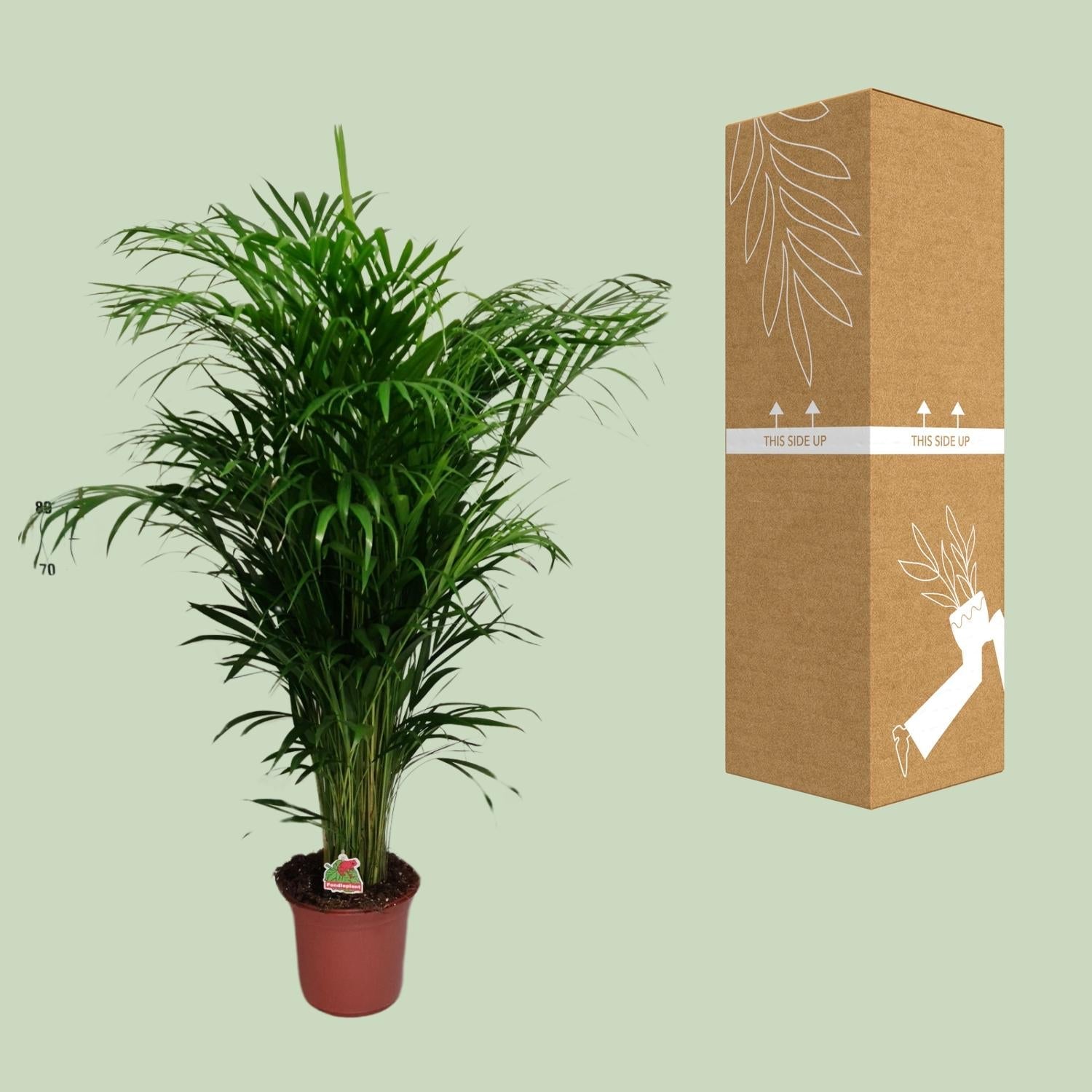 Dypsis Lutescens – Areca Palme - 40 - 125 cm - Green Guardia - Ihr Experte für Schädlinge und Pflanzen