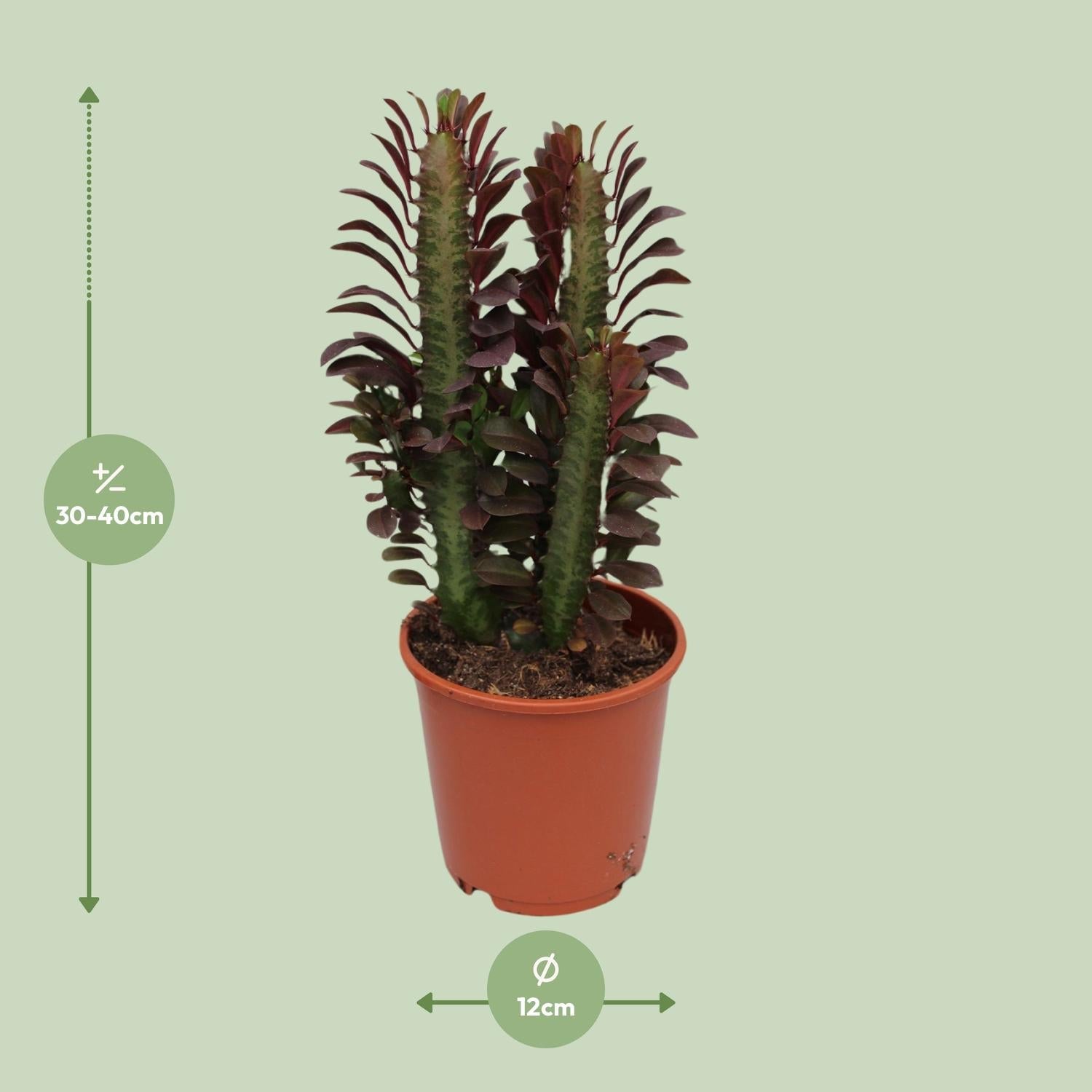 Euphorbia Trigona Rubra – Roter Afrikanischer Milchbaum - 40 - 70 cm - Green Guardia - Ihr Experte für Schädlinge und Pflanzen