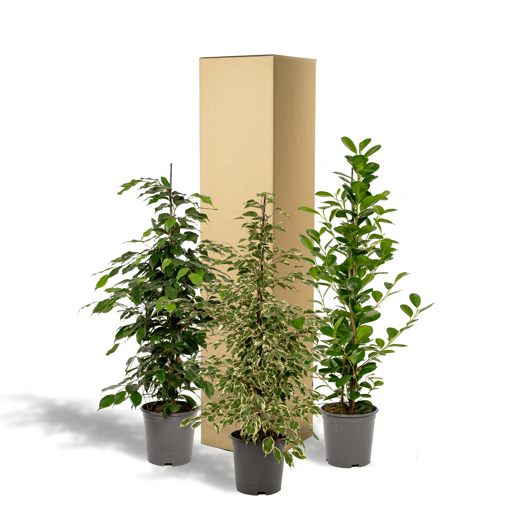 Ficus benjamina ‘Danielle’, Ficus benjamina ‘Twilight’ & Ficus microcarpa ‘Moclame’ – 3 Pflanzen – 21 cm Topf, ca. 95 cm hoch - Green Guardia - Ihr Experte für Schädlinge und Pflanzen