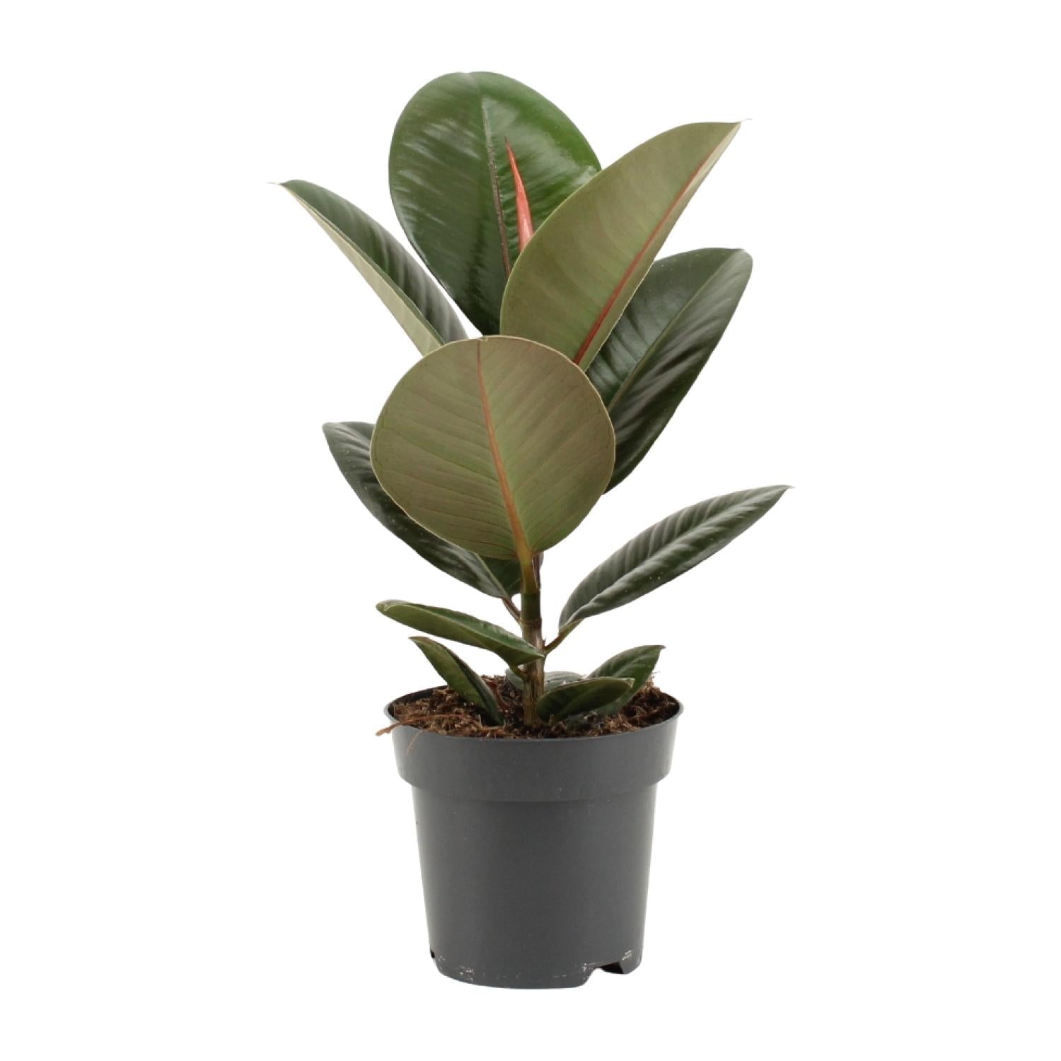 Ficus Elastica ‘Robusta’ – Gummibaum - 35 - 85 cm - Green Guardia - Ihr Experte für Schädlinge und Pflanzen