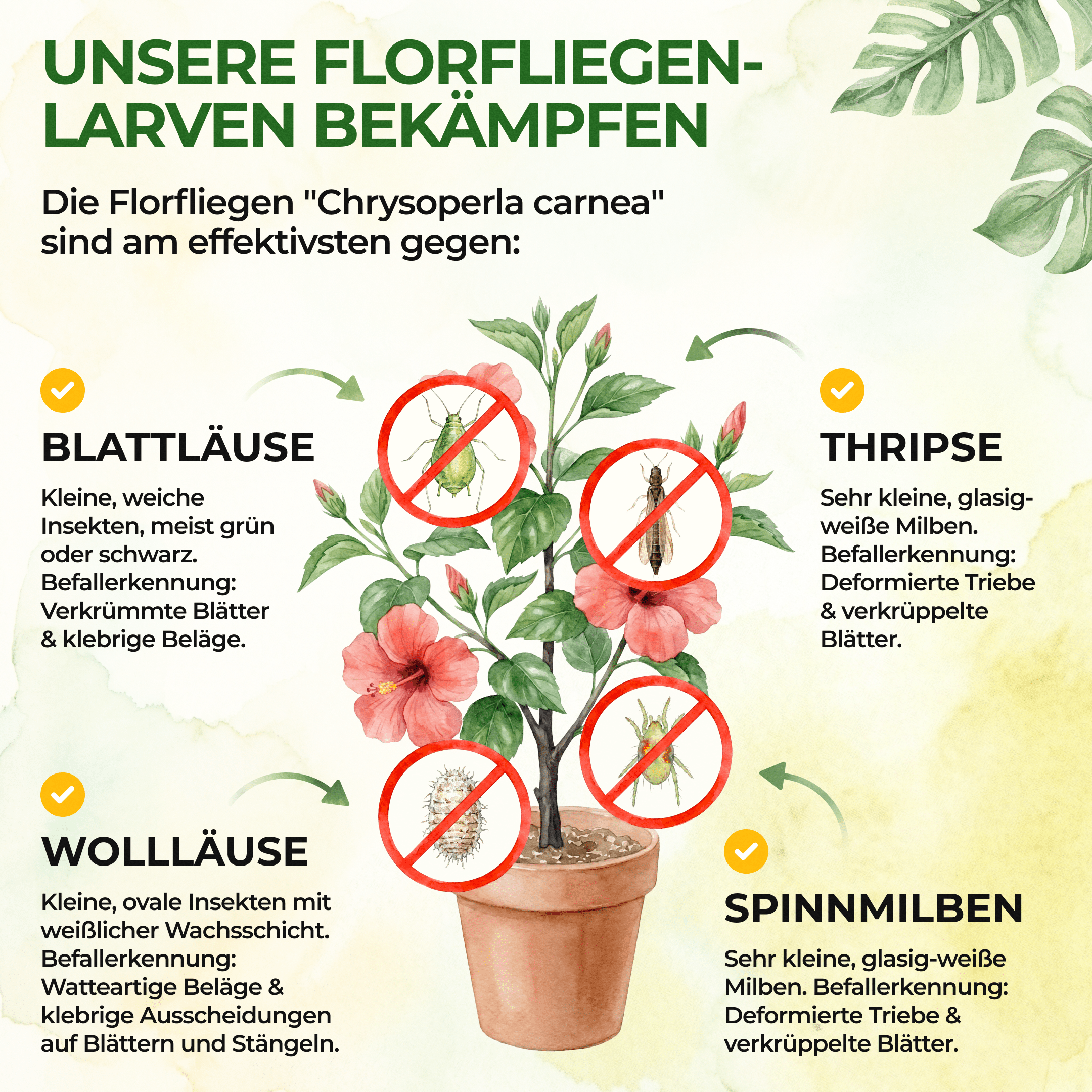 Florfliegenlarven - Eier gegen Blattläuse, Wollläuse - Green Guardia - Ihr Experte für Schädlinge und Pflanzen
