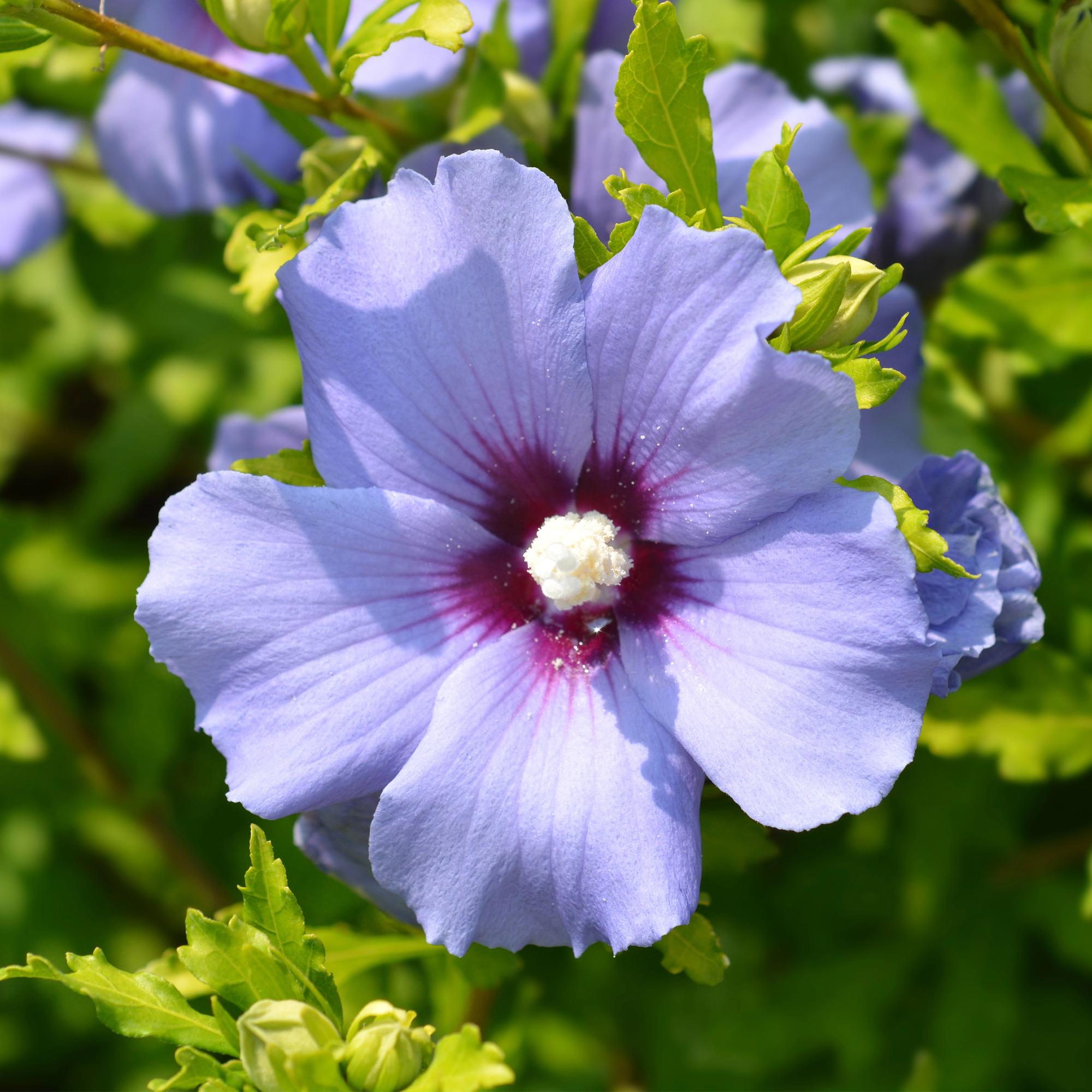 Gartenhibiskus ‘Oiseau Blue’ – blaue Blüten, 1 Pflanze, 17 cm Topf, 45 cm hoch - Green Guardia - Ihr Experte für Schädlinge und Pflanzen