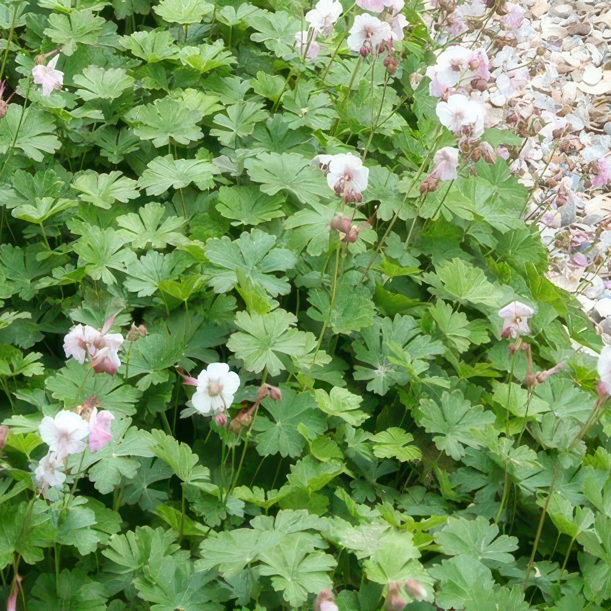 Geranium cantabrigiense ‘Biokovo’ – kompakter Storchschnabel, 9 cm Topf, 10–25 cm Höhe - Green Guardia - Ihr Experte für Schädlinge und Pflanzen