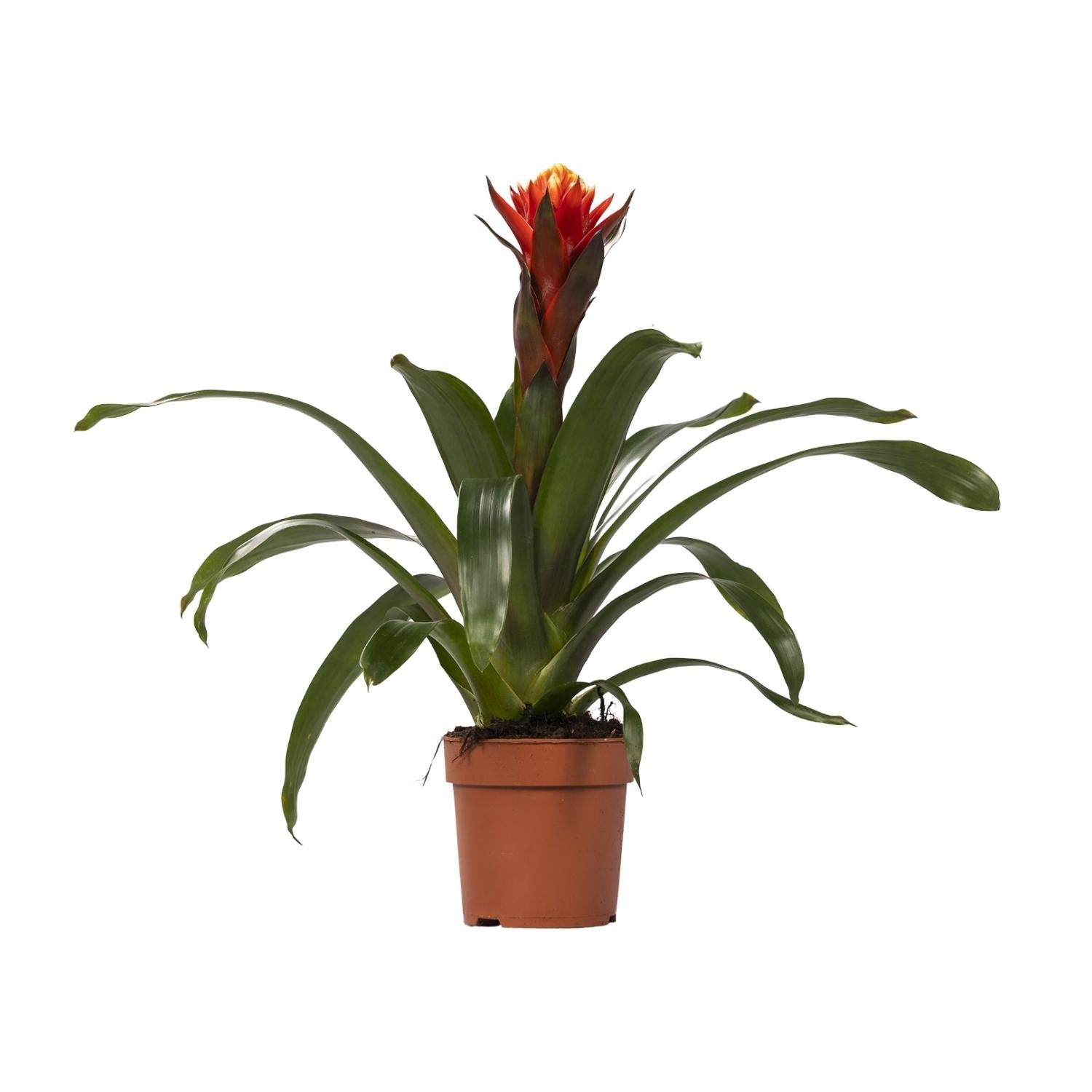 Guzmania – Bromelie - verschiedene Farben - 12cm Topf, 40 - 50cm hoch - Green Guardia - Ihr Experte für Schädlinge und Pflanzen
