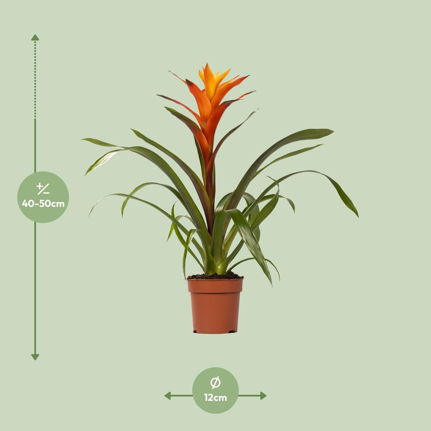 Guzmania – Bromelie - verschiedene Farben - 12cm Topf, 40 - 50cm hoch - Green Guardia - Ihr Experte für Schädlinge und Pflanzen