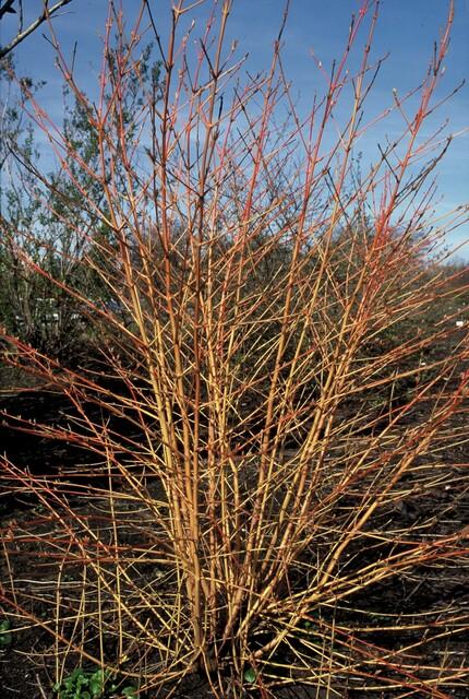 Hartriegel ‘Anny's Winter Orange’ – 9 cm Topf, 10–25 cm hoch - Green Guardia - Ihr Experte für Schädlinge und Pflanzen