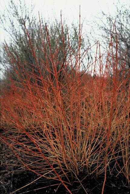 Hartriegel ‘Midwinter Fire’ – farbintensiver Zierstrauch, 9 cm Topf, 10–25 cm hoch - Green Guardia - Ihr Experte für Schädlinge und Pflanzen