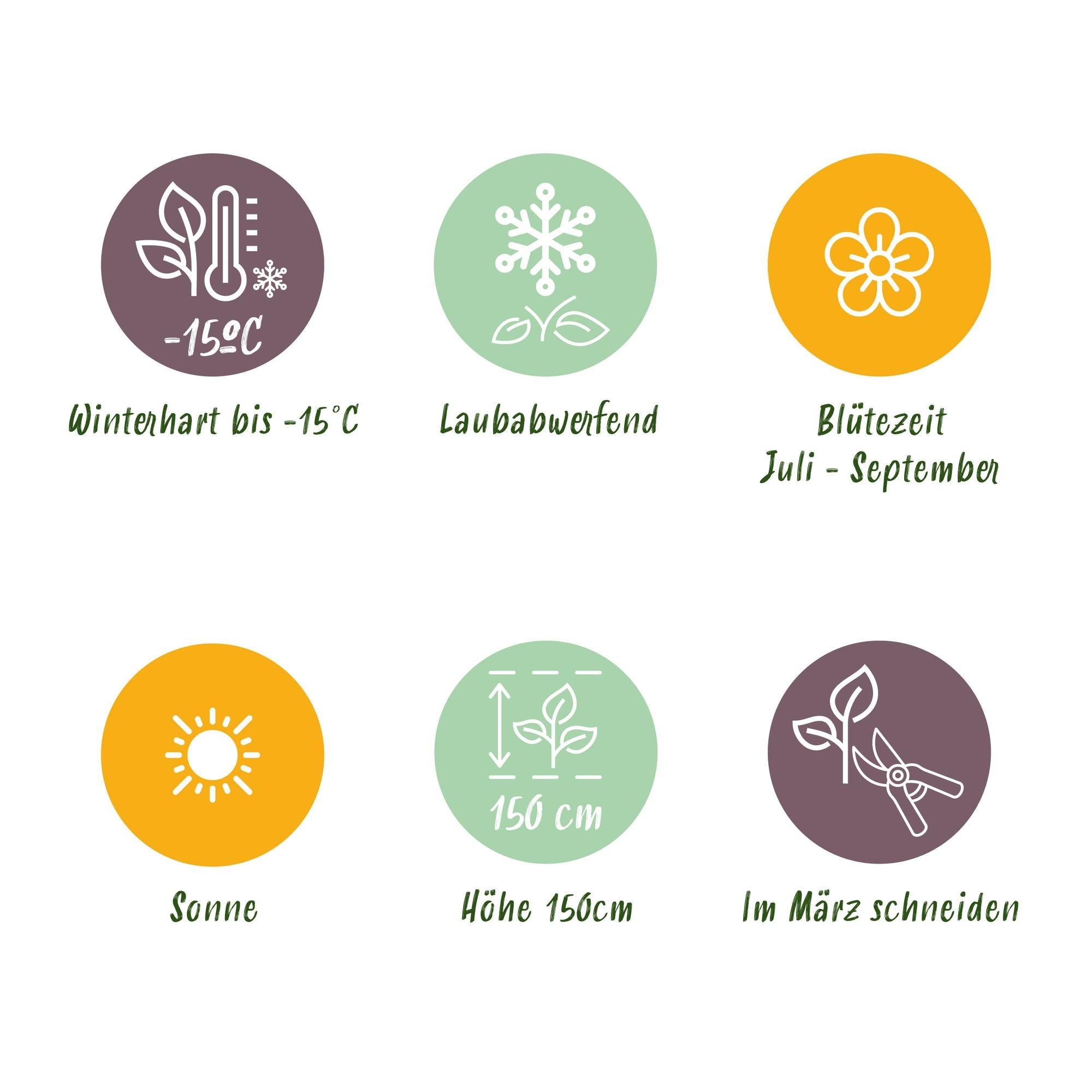 Hibiskus - Stammpflanze ‘White Chiffon’® – winterhart, weiße Blüte, 19 cm Topf, 90 cm - Green Guardia - Ihr Experte für Schädlinge und Pflanzen