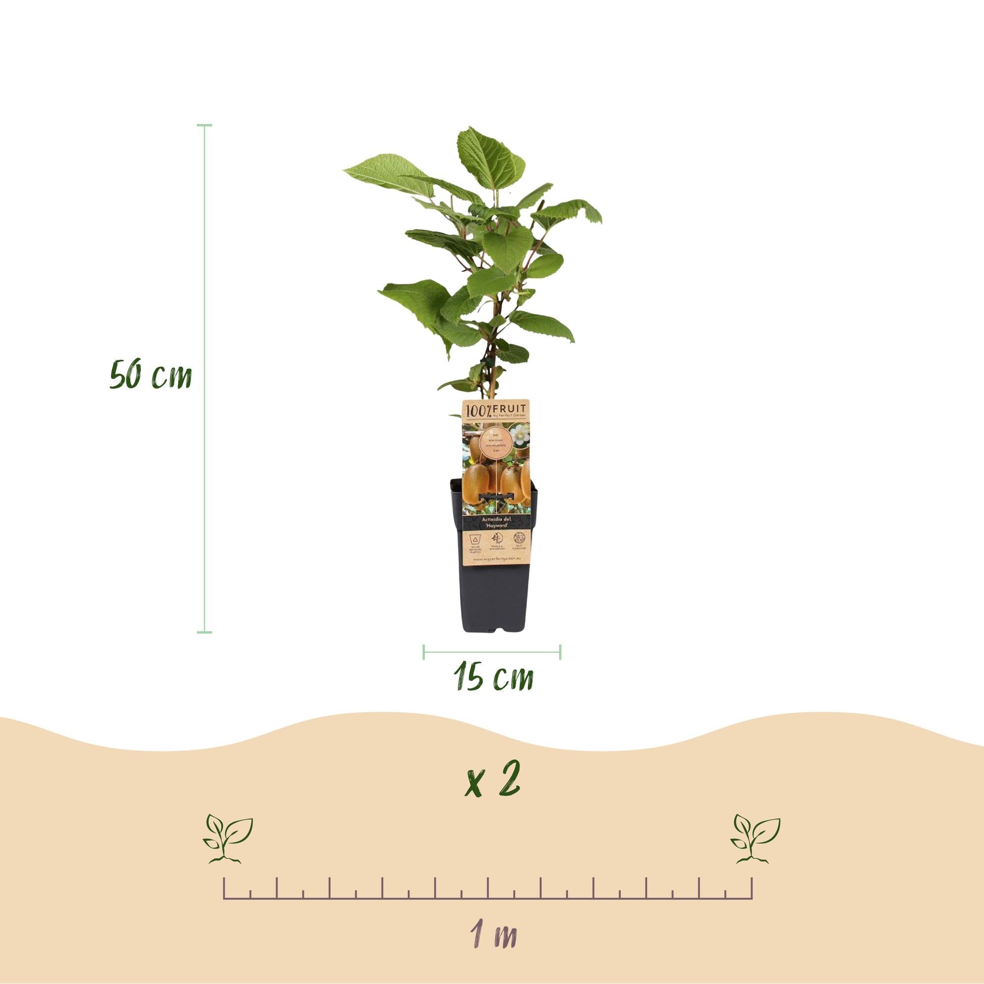 Kiwi-Pflanzen-Kombo – Actinidia Weiki & Hayward – Kombo männliche und weibliche Pflanze – fruchttragend – 15 cm Topf – 50 cm Höhe - Green Guardia - Ihr Experte für Schädlinge und Pflanzen