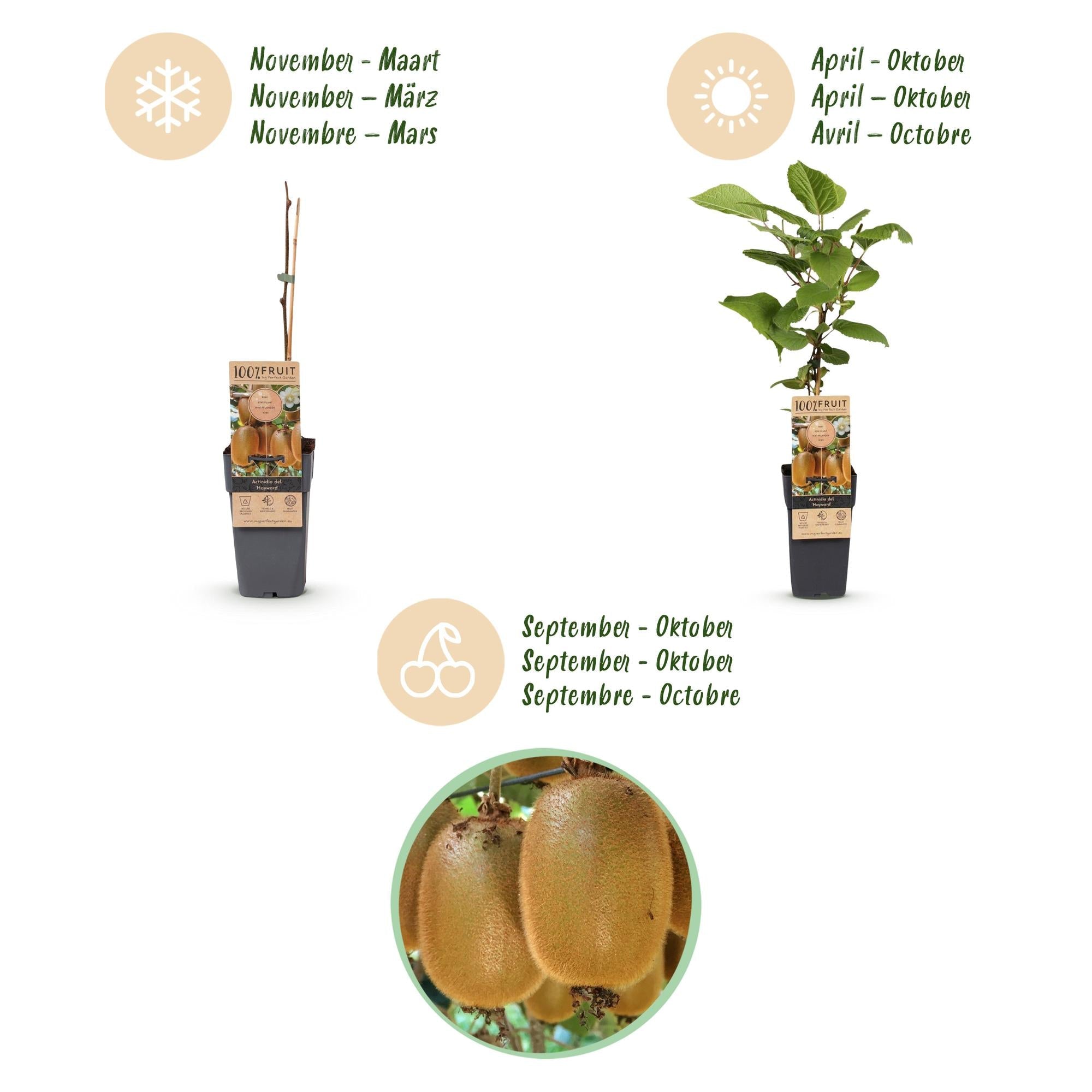 Kiwi-Pflanzen-Kombo – Actinidia Weiki & Hayward – Kombo männliche und weibliche Pflanze – fruchttragend – 15 cm Topf – 50 cm Höhe - Green Guardia - Ihr Experte für Schädlinge und Pflanzen