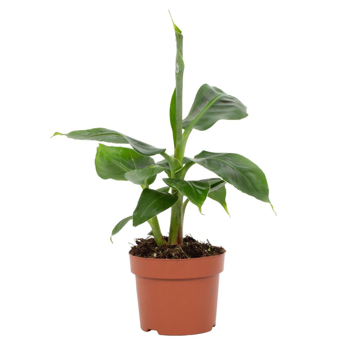 zwergbanane zimmerpflanze Musa Tropicana – Zwergbanane