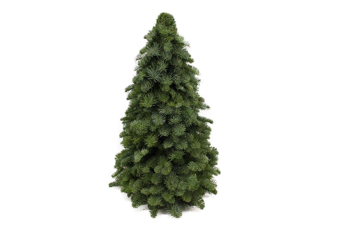 Nobilis - Tanne – Mini - Weihnachtsbaum, 30–60 cm - Green Guardia - Ihr Experte für Schädlinge und Pflanzen