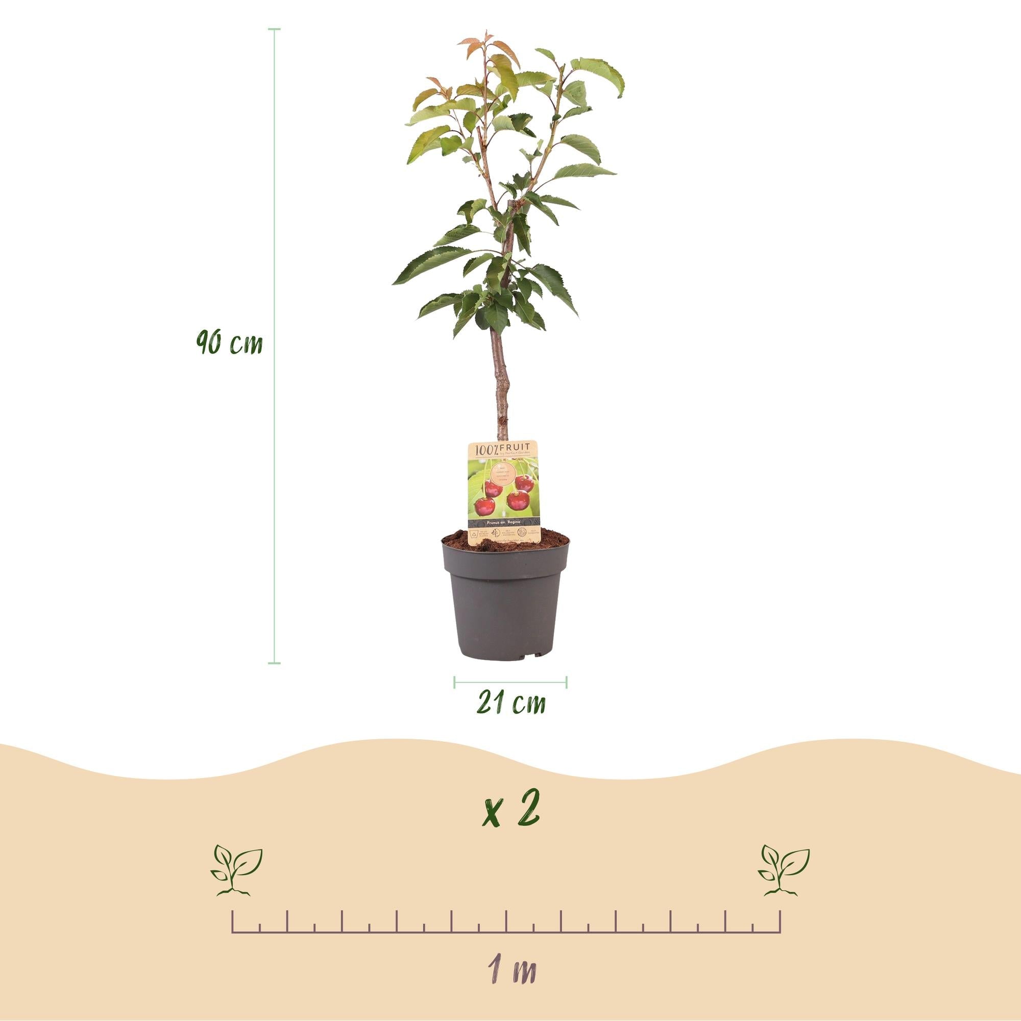 Obstpflanze Kirschbaum ‘Regina’ – rote Süßkirsche, Topf 21 cm, Höhe 90 cm - Green Guardia - Ihr Experte für Schädlinge und Pflanzen