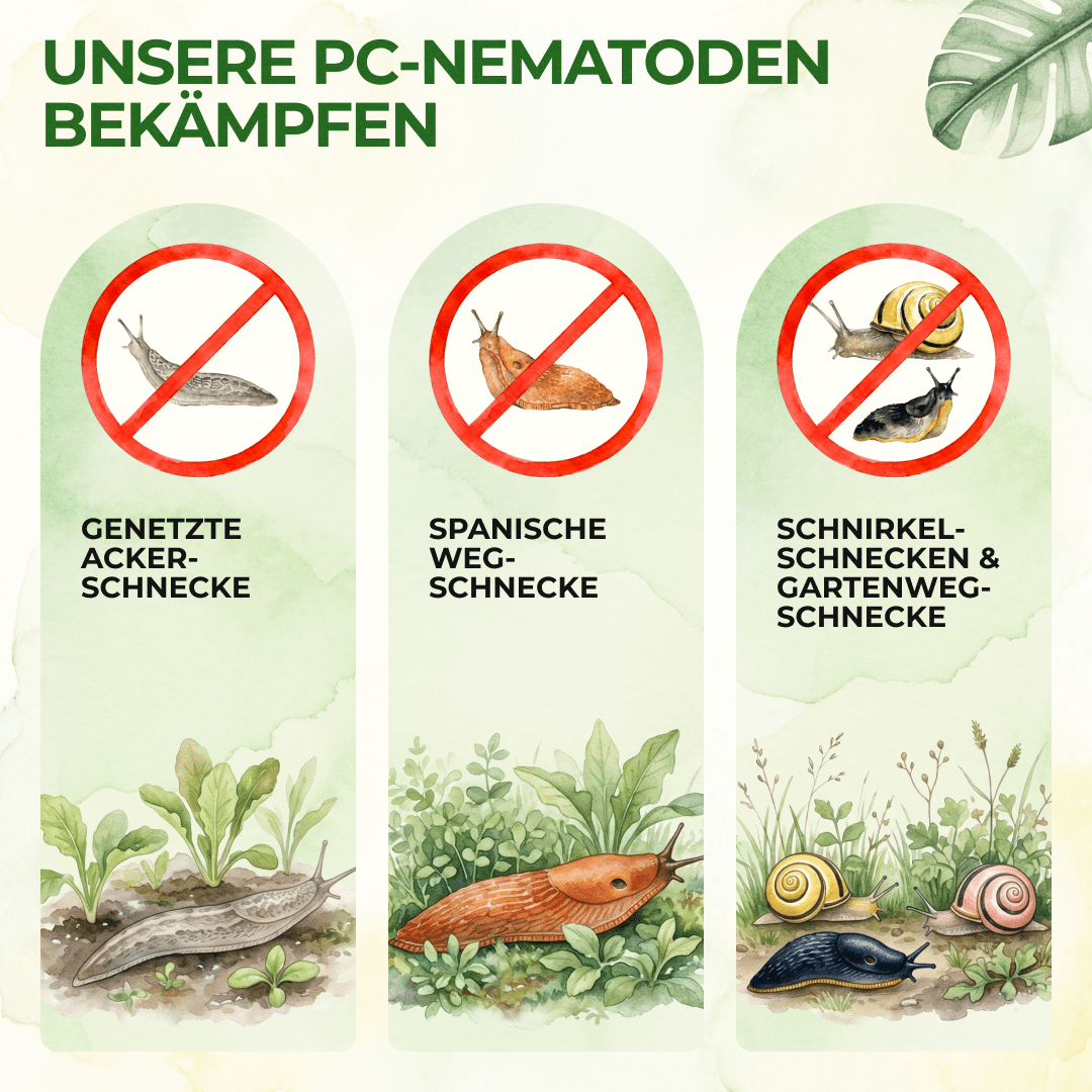 PC - Nematoden gegen Schnecken & Nacktschnecken - Green Guardia - Ihr Experte für Schädlinge und Pflanzen