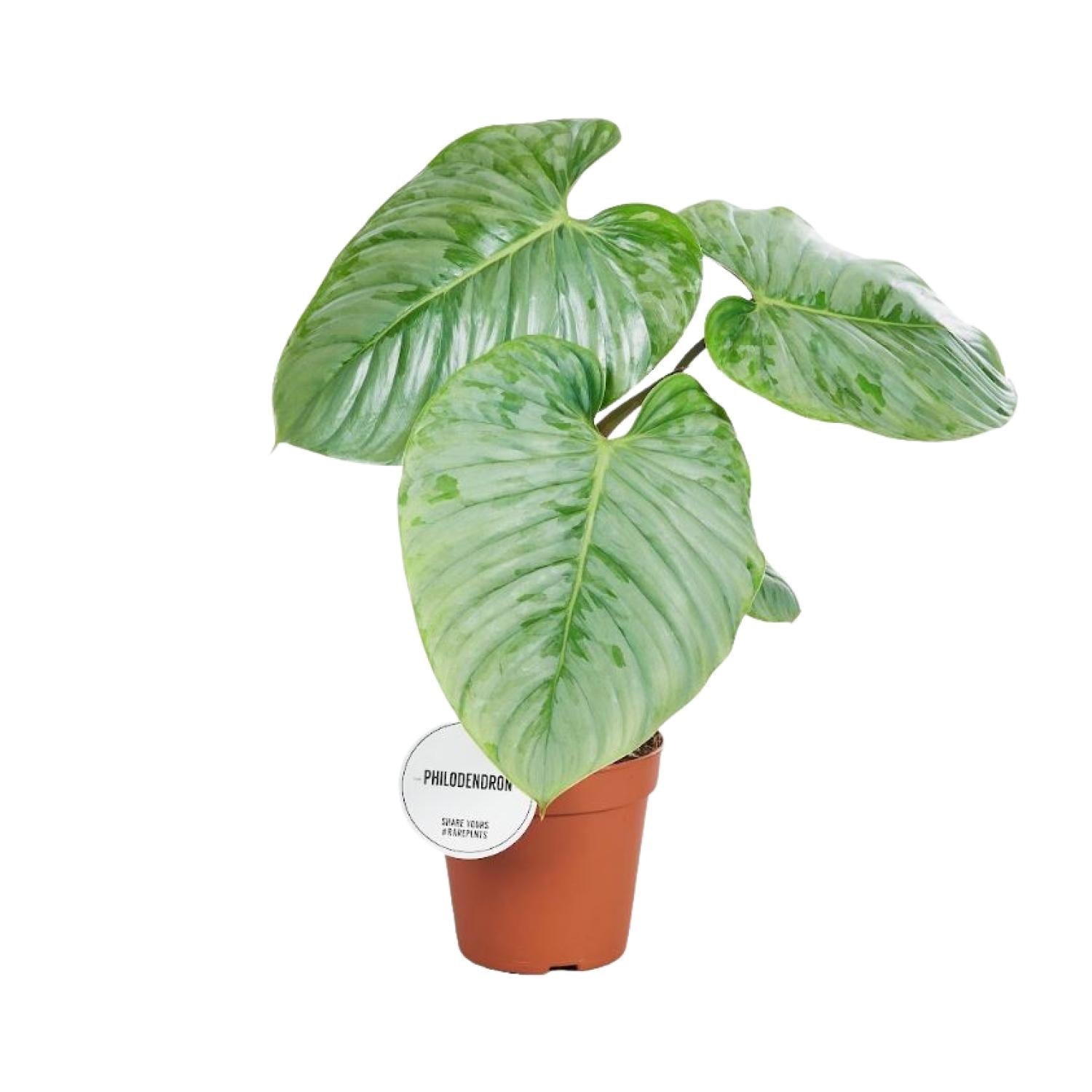 Philodendron sodiroi – Baumfreund – 15 cm Topf, 45 cm hoch - Green Guardia - Ihr Experte für Schädlinge und Pflanzen