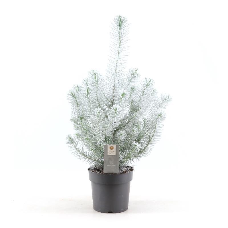 Pinus pinea ‘Silver Crest’ + Snow – kompakte Zwergpinie, 17 cm Topf, 50 cm Höhe - Green Guardia - Ihr Experte für Schädlinge und Pflanzen