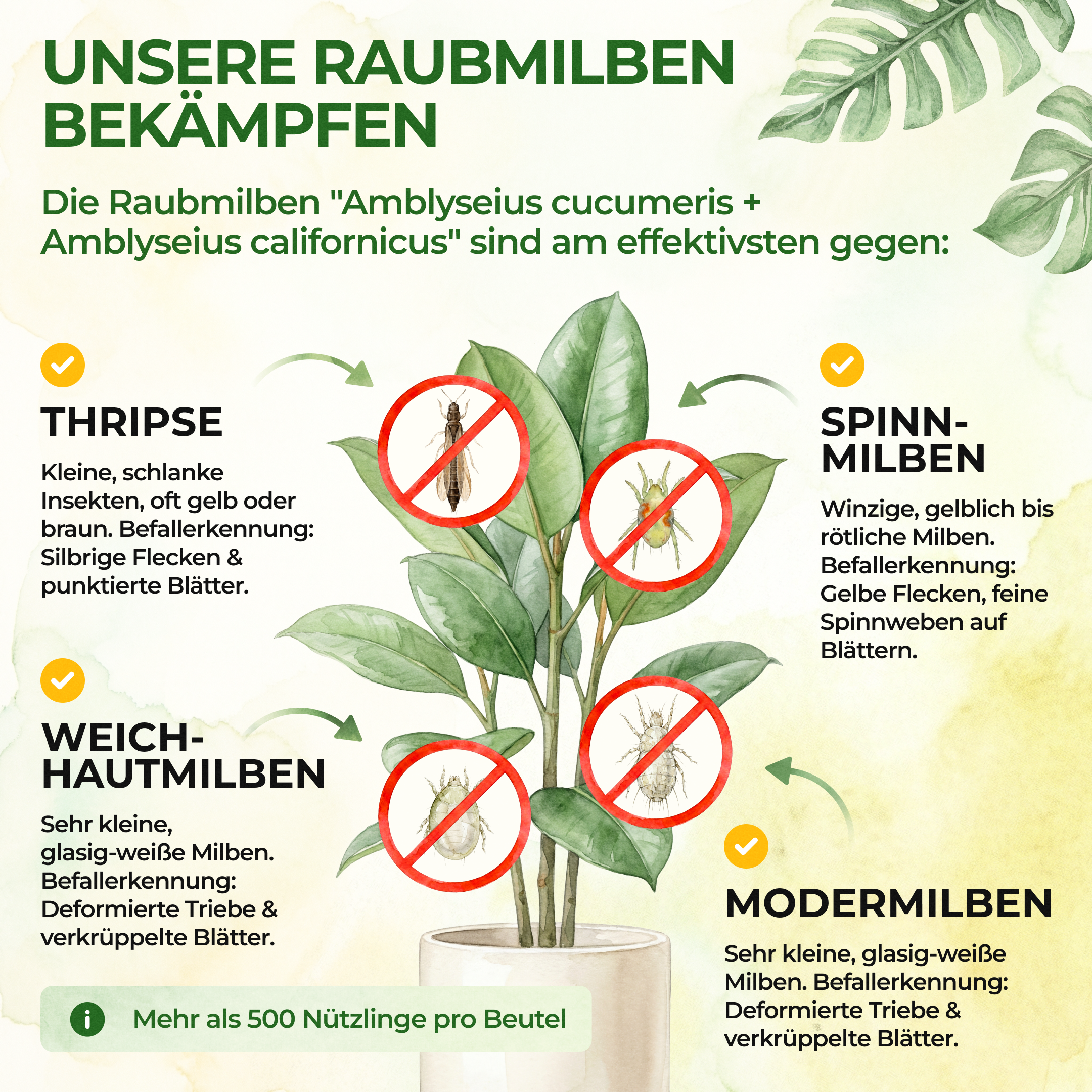 Raubmilben Mix gegen Thripse & Spinnmilben