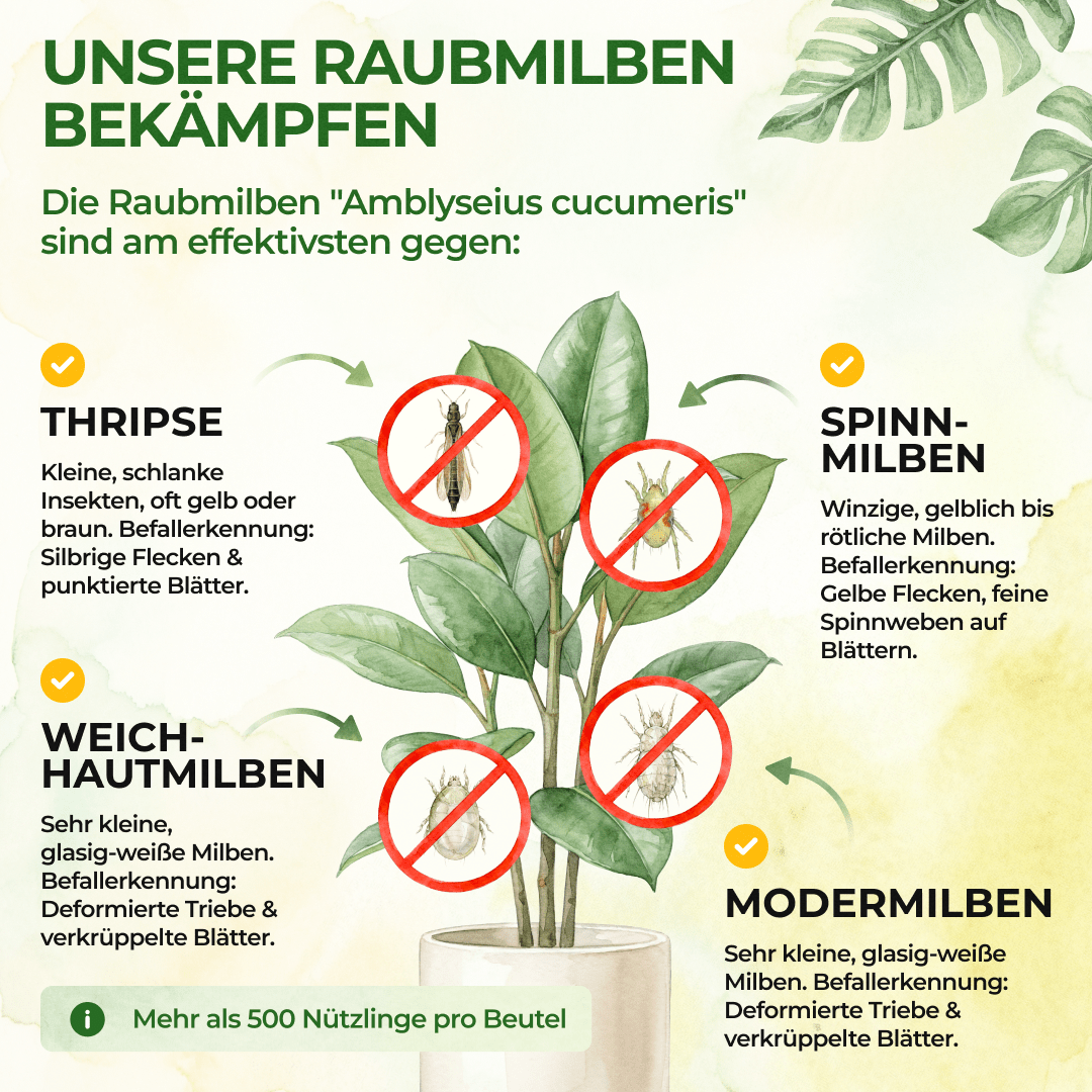 Raubmilben Mix gegen Thripse & Spinnmilben - Green Guardia - Ihr Experte für Schädlinge und Pflanzen