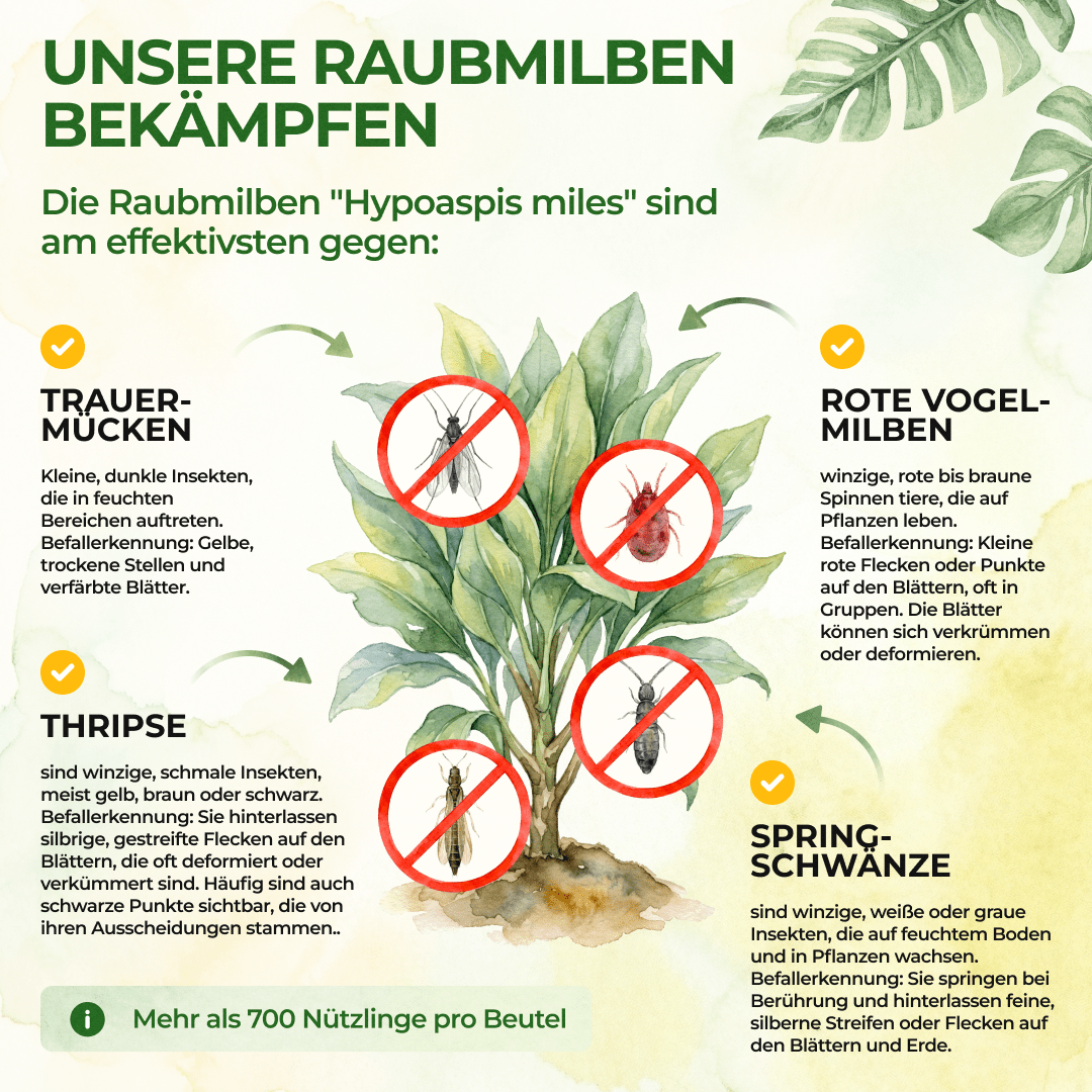 Raubmilben Mix gegen Trauermücken & Rote Vogelmilben - Green Guardia - Ihr Experte für Schädlinge und Pflanzen