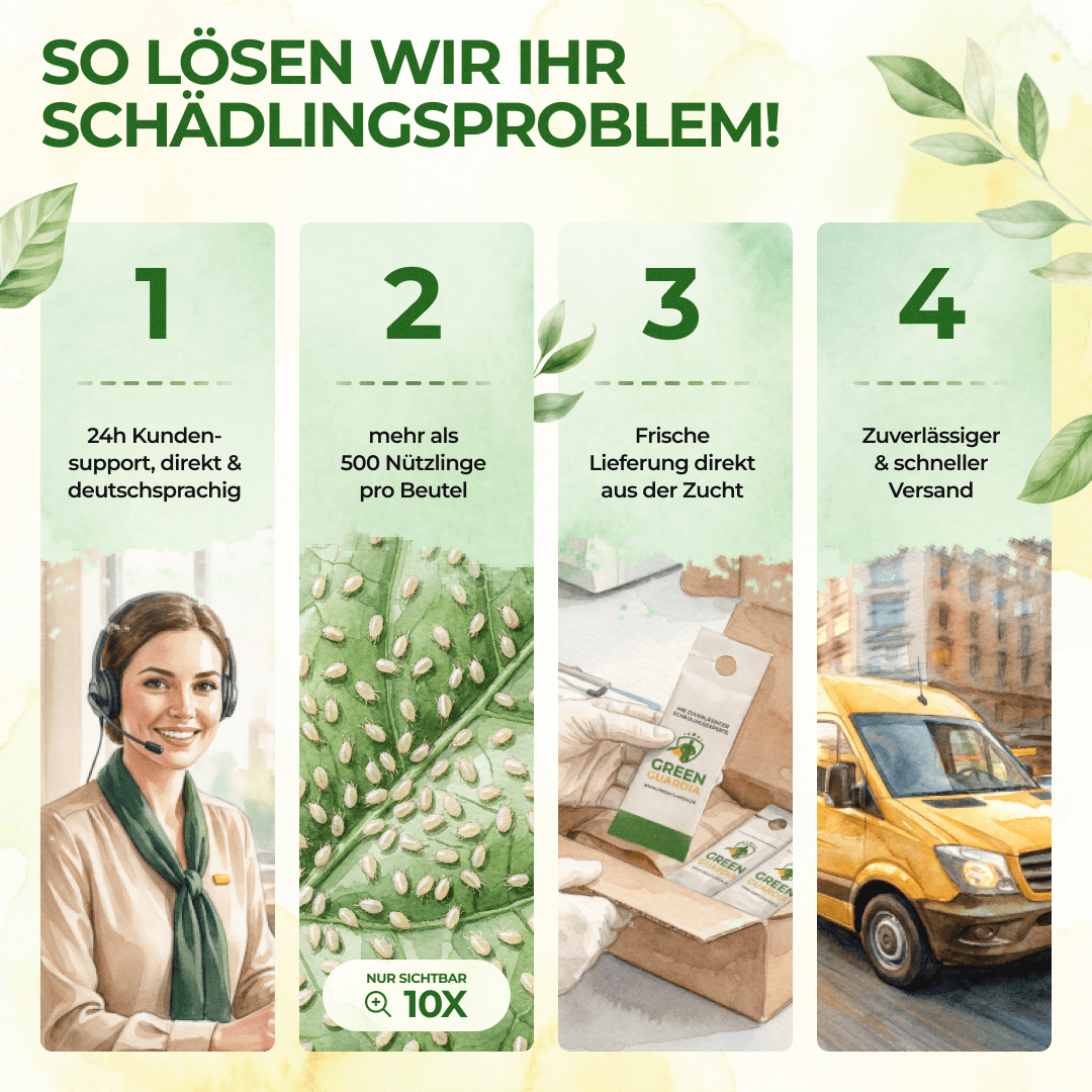 Raubmilben Trio gegen Thripse, Spinnmilben & Weiße Fliegen - Green Guardia - Ihr Experte für Schädlinge und Pflanzen