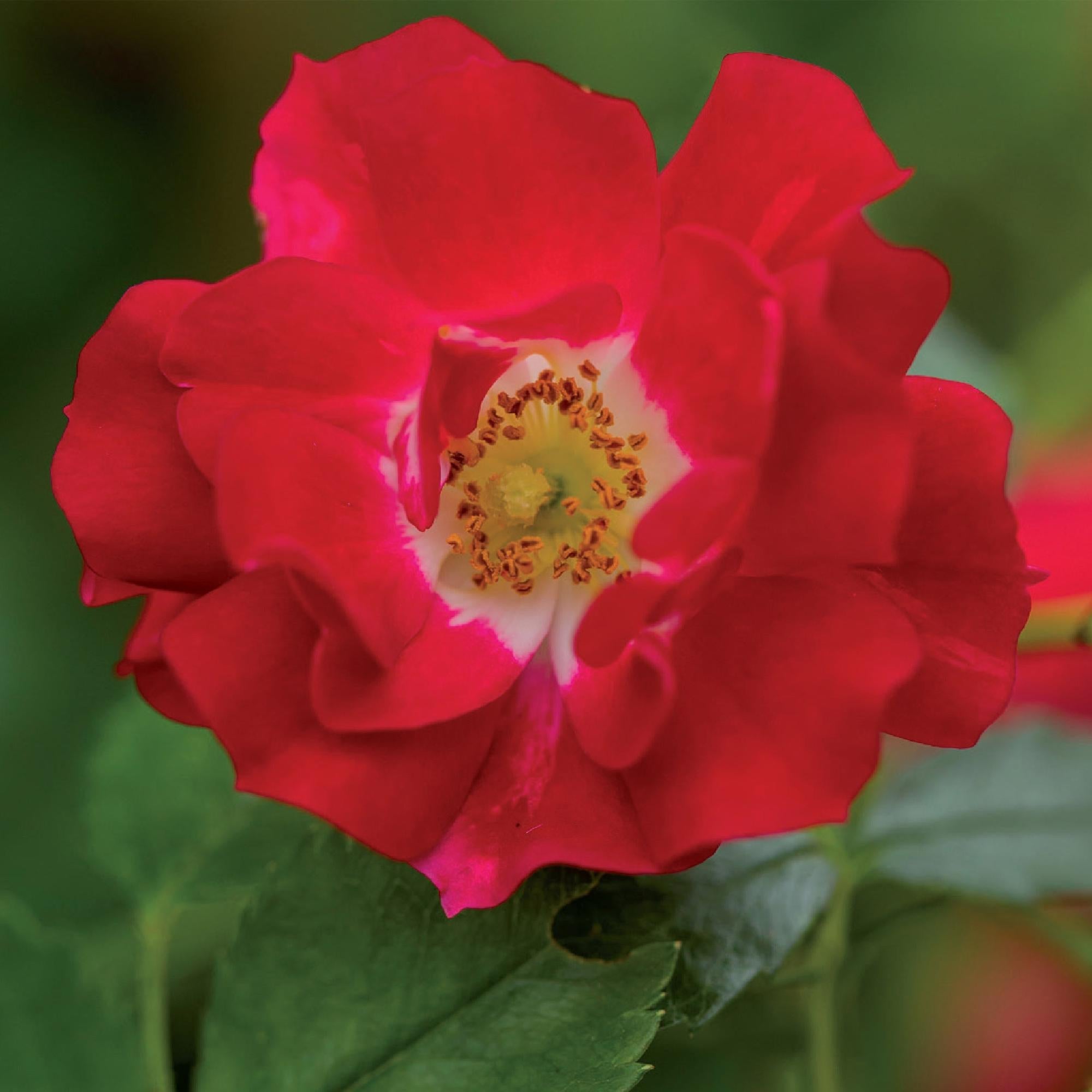 Rosa ‘Red Queen’ – pflegeleichte Kletterrose mit roten Blüten, 2 Pflanzen, 11 cm Topf, 40 cm Höhe - Green Guardia - Ihr Experte für Schädlinge und Pflanzen