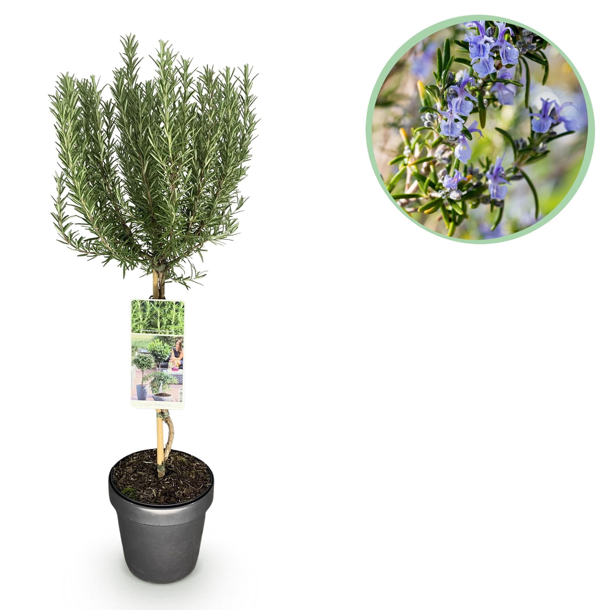 Rosmarinus officinalis – Terrassenpflanze – immergrün & winterhart – lila Blüte – 19 cm Topf, ca. 90 cm hoch - Green Guardia - Ihr Experte für Schädlinge und Pflanzen