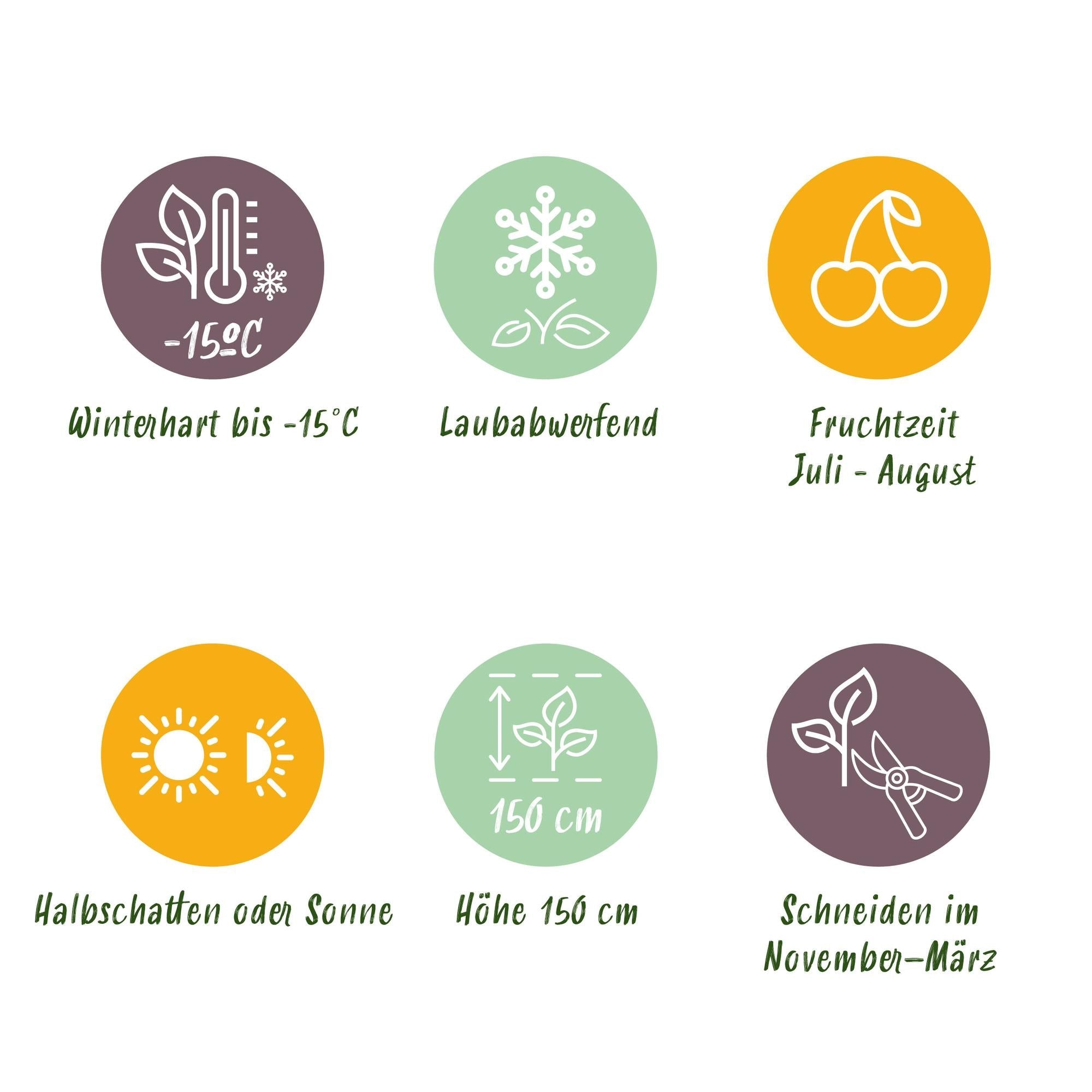 Rote Himbeere „Mailing Promise“ – 2 kräftige Pflanzen im 11 cm Topf (ca. 40 cm) - Green Guardia - Ihr Experte für Schädlinge und Pflanzen