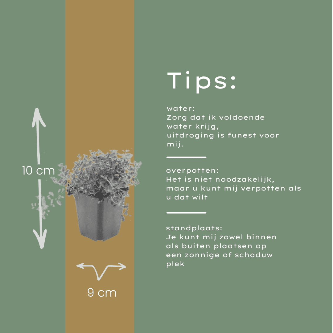 Sand - Thymian (Thymus serpyllum) – 10–25 cm hoch, Ø 9 cm - Green Guardia - Ihr Experte für Schädlinge und Pflanzen