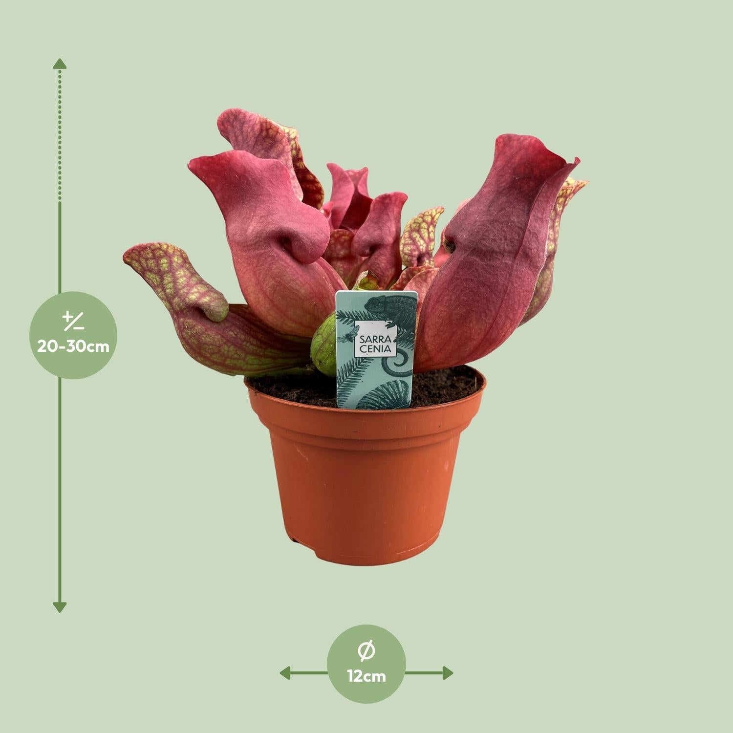 Sarracenia – Schlauchpflanze – verschiedene Sorten – 12 cm Topf - Green Guardia - Ihr Experte für Schädlinge und Pflanzen