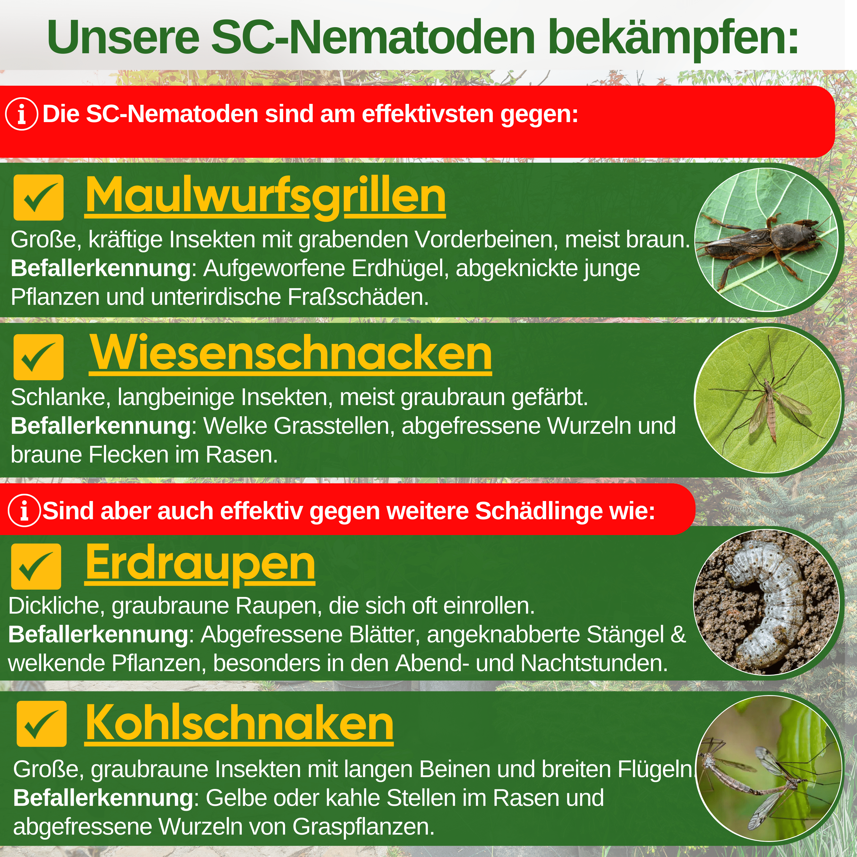 SC - Nematoden gegen gegen Maulwurfsgrillen, Wiesenschnaken und Erdraupen - Green Guardia - Ihr Experte für Schädlinge und Pflanzen