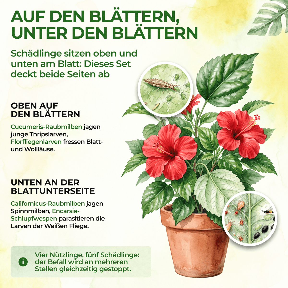 Schädlingsabwehr-Bundle für 5 Pflanzen - Green Guardia - Ihr Experte für Schädlinge und Pflanzen