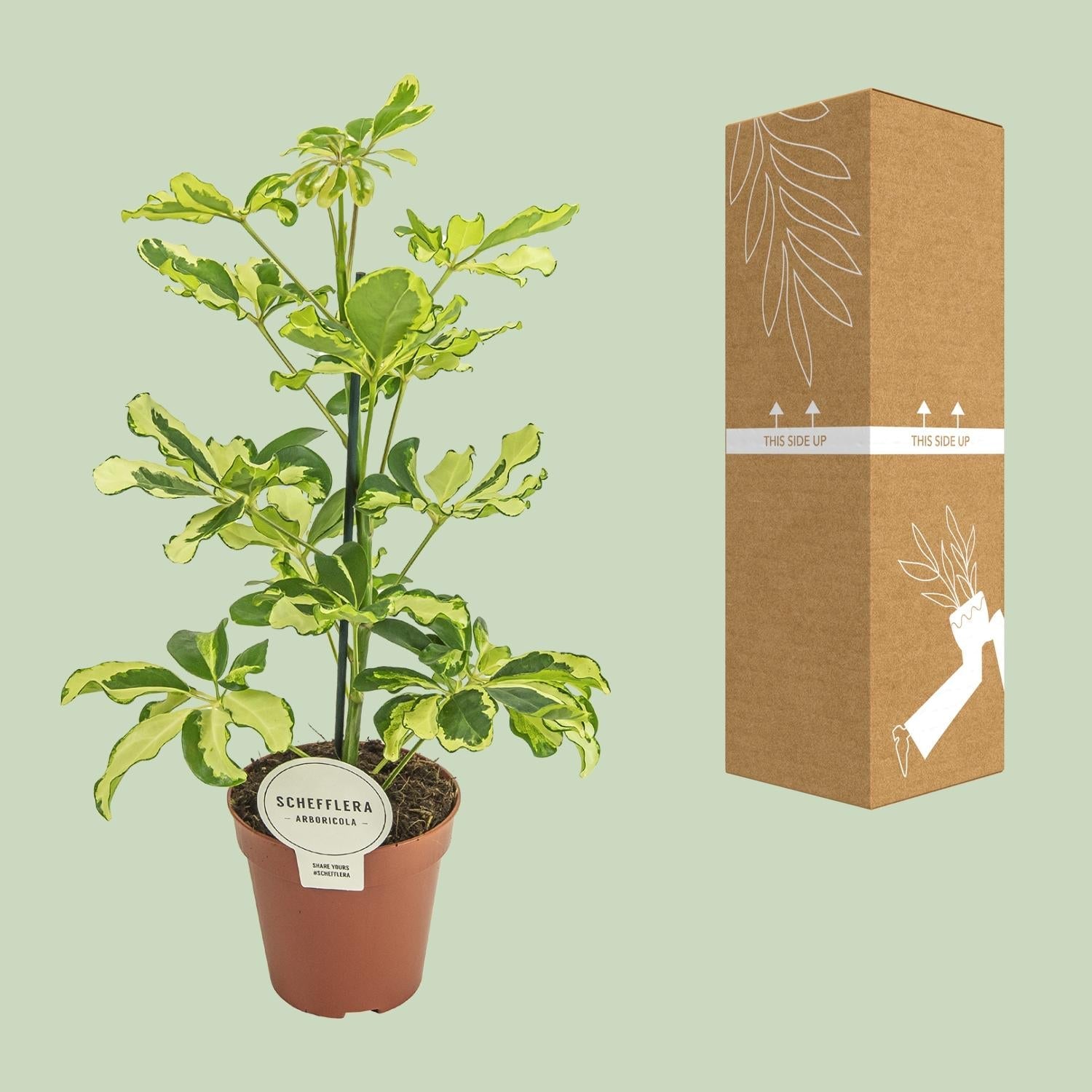 Schefflera ‘Charlotte’ – Strahlenaralie – 13 cm Topf, 45 cm hoch - Green Guardia - Ihr Experte für Schädlinge und Pflanzen