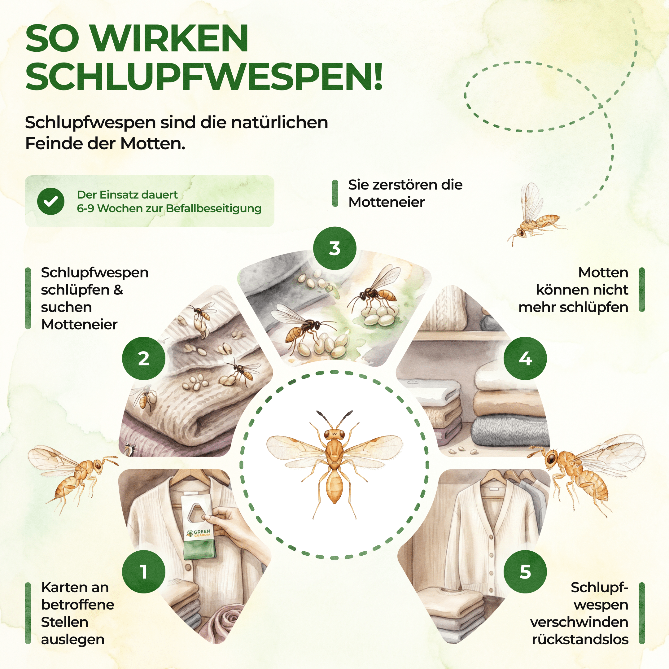 Schlupfwespen gegen Kleidermotten - Green Guardia - Ihr Experte für Schädlinge und Pflanzen