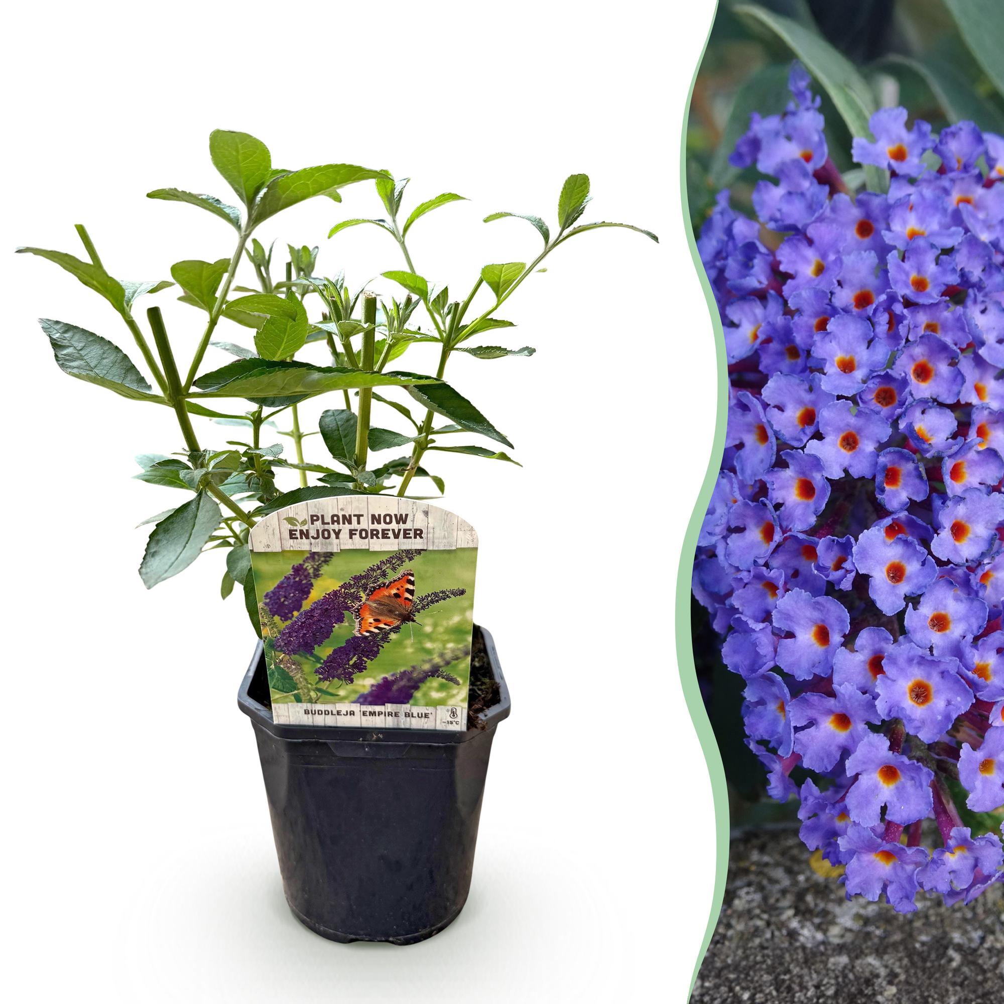 Schmetterlingsstrauch ‘Empire Blue’ – Blüte blau, 1 Pflanze, 17 cm Topf, 25 cm hoch - Green Guardia - Ihr Experte für Schädlinge und Pflanzen