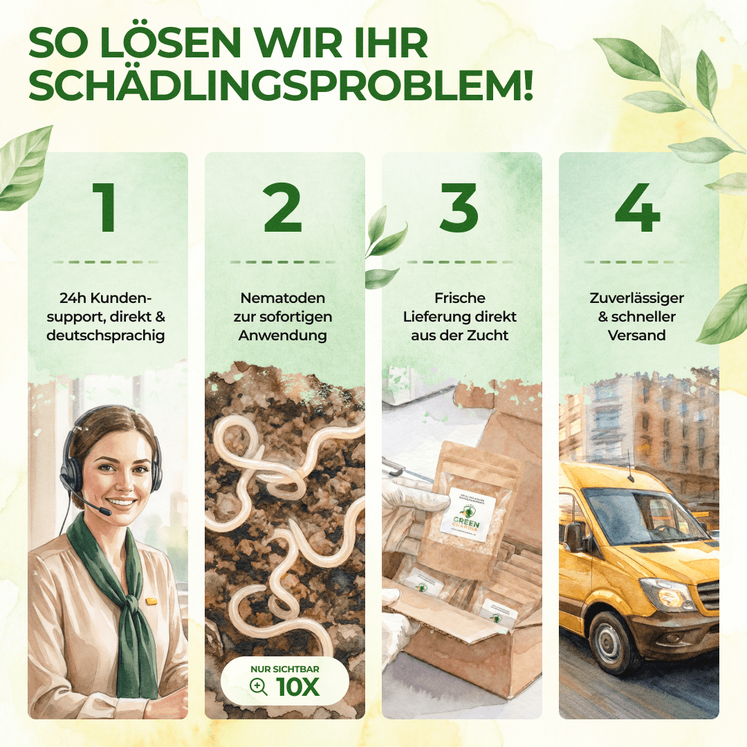 SF - Nematoden gegen Ameisen - Green Guardia - Ihr Experte für Schädlinge und Pflanzen