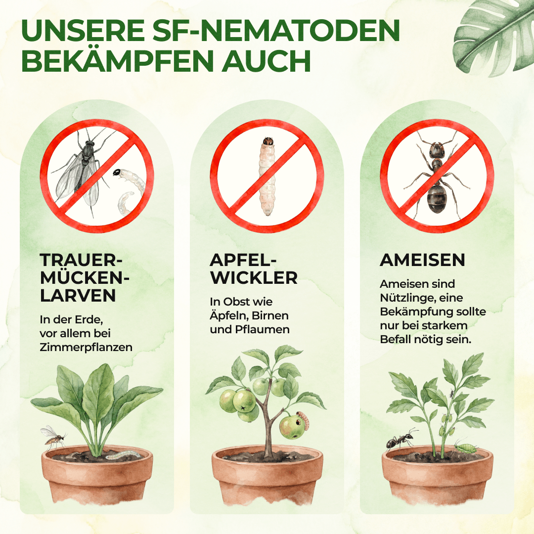 SF - Nematoden gegen Trauermücken - Green Guardia - Ihr Experte für Schädlinge und Pflanzen