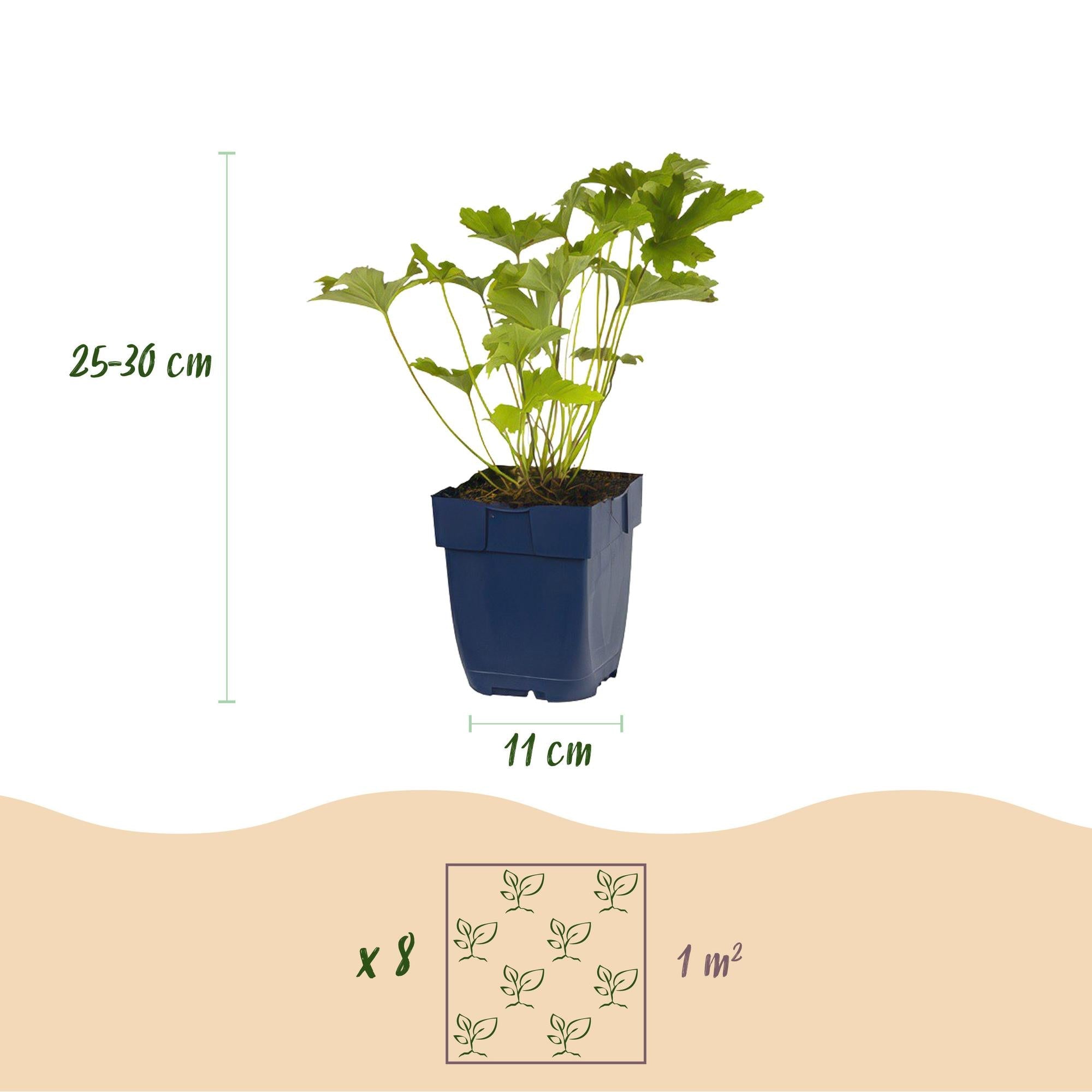 Staudenpaket – Schatten – 8 Stauden – für ca. 1 m² – verschiedene Farben – pflegeleicht – 11 cm Topf - Green Guardia - Ihr Experte für Schädlinge und Pflanzen