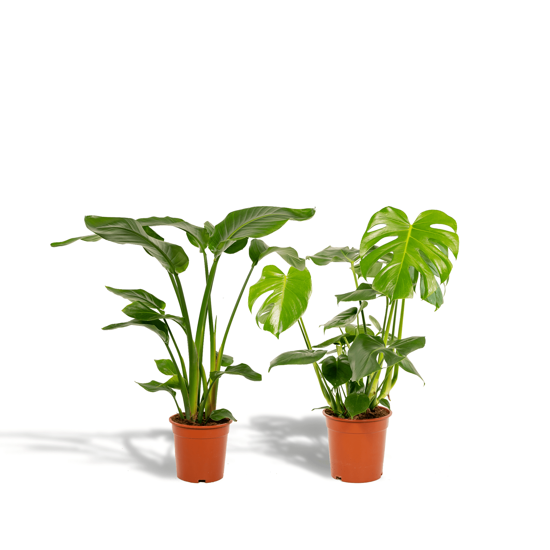 philodendron strawberry shake variegata Philodendron 'Strawberry Shake' – Mickey Hargitay Plants