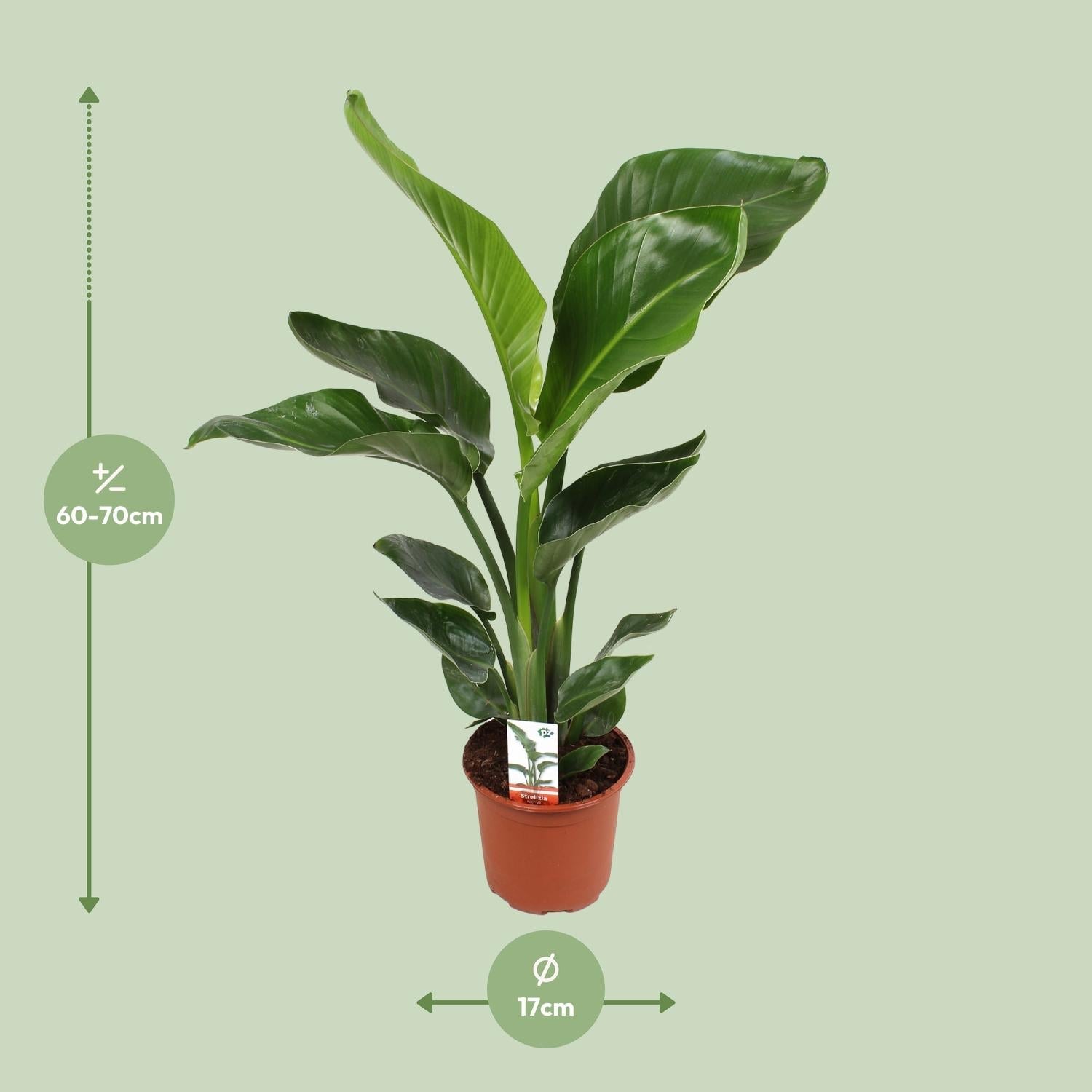 Strelitzia Nicolai – Weiße Paradiesvogelblume - 60 - 170 cm - Green Guardia - Ihr Experte für Schädlinge und Pflanzen