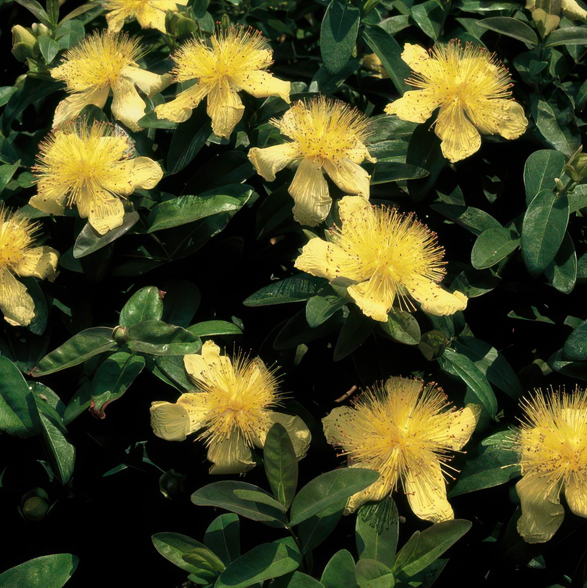 Teppich - Johanniskraut (Hypericum calycinum) – flach wachsend, 9 cm Topf, 10–25 cm - Green Guardia - Ihr Experte für Schädlinge und Pflanzen